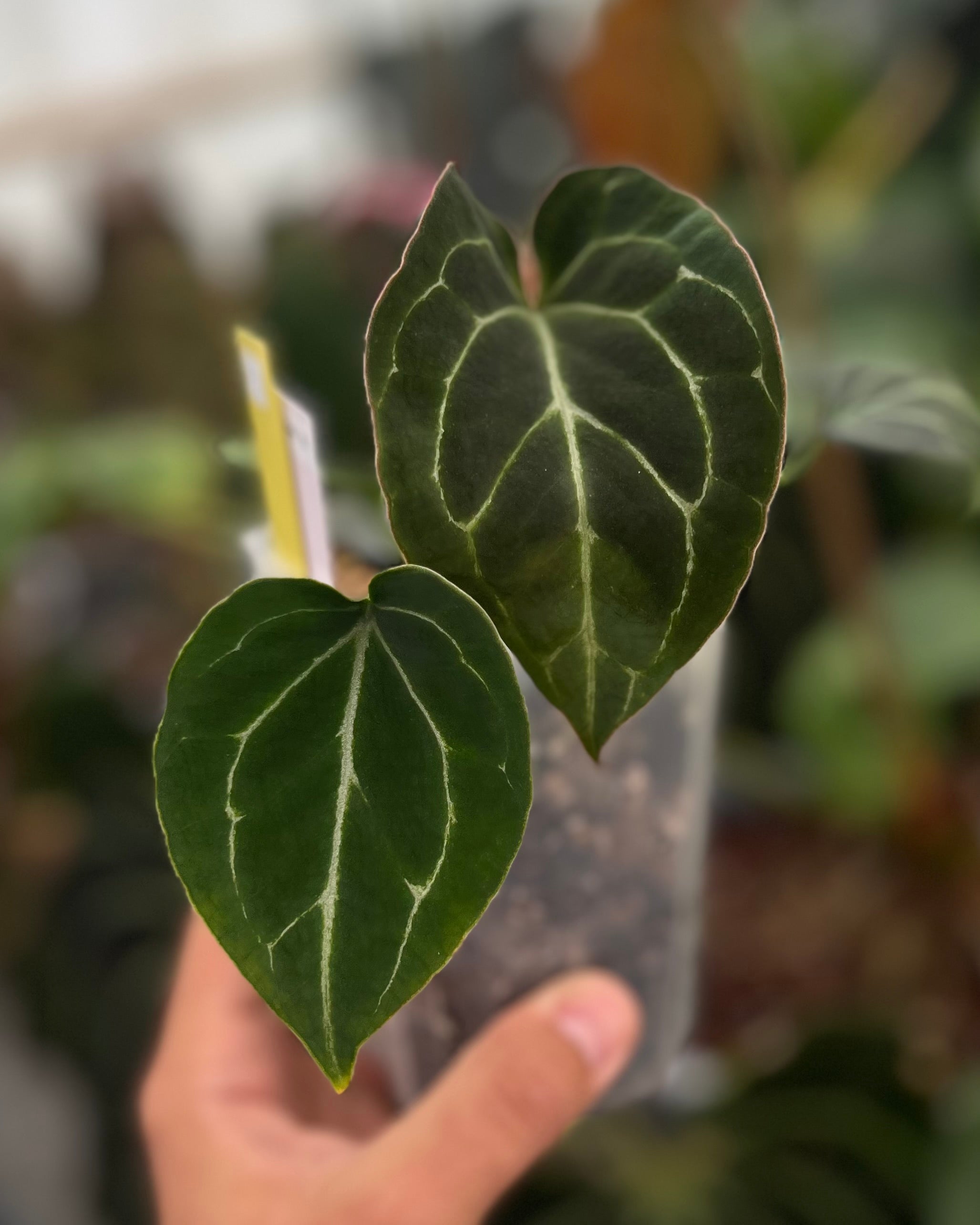 Anthurium Odin S1