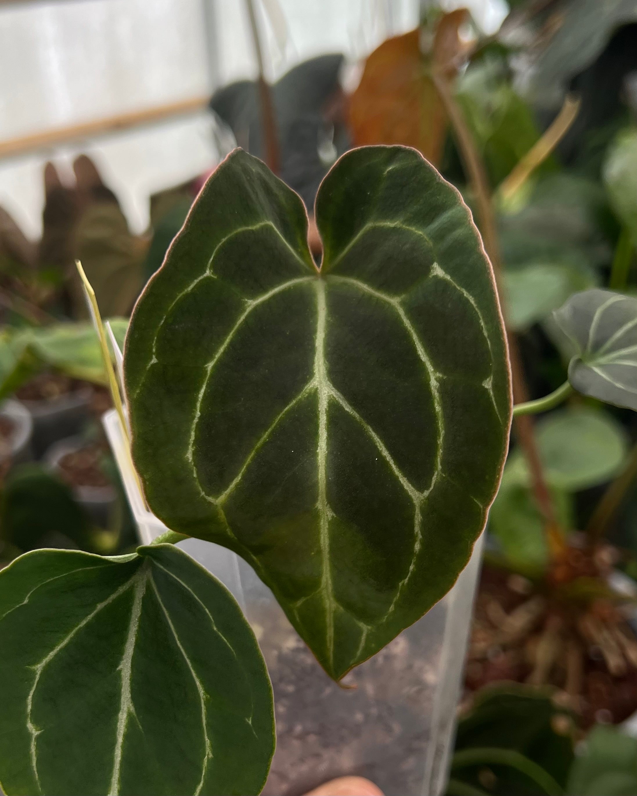 Anthurium Odin S1