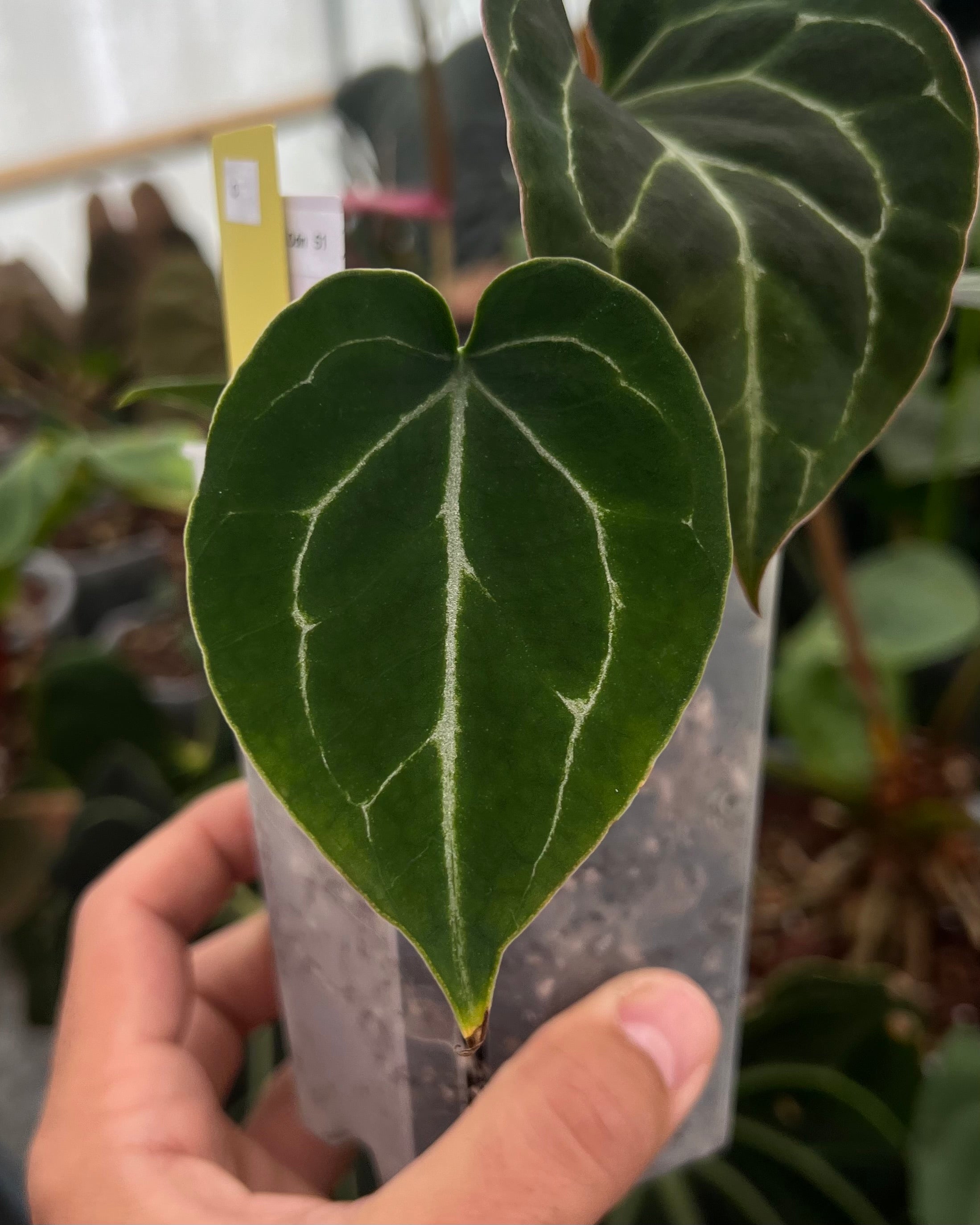 Anthurium Odin S1