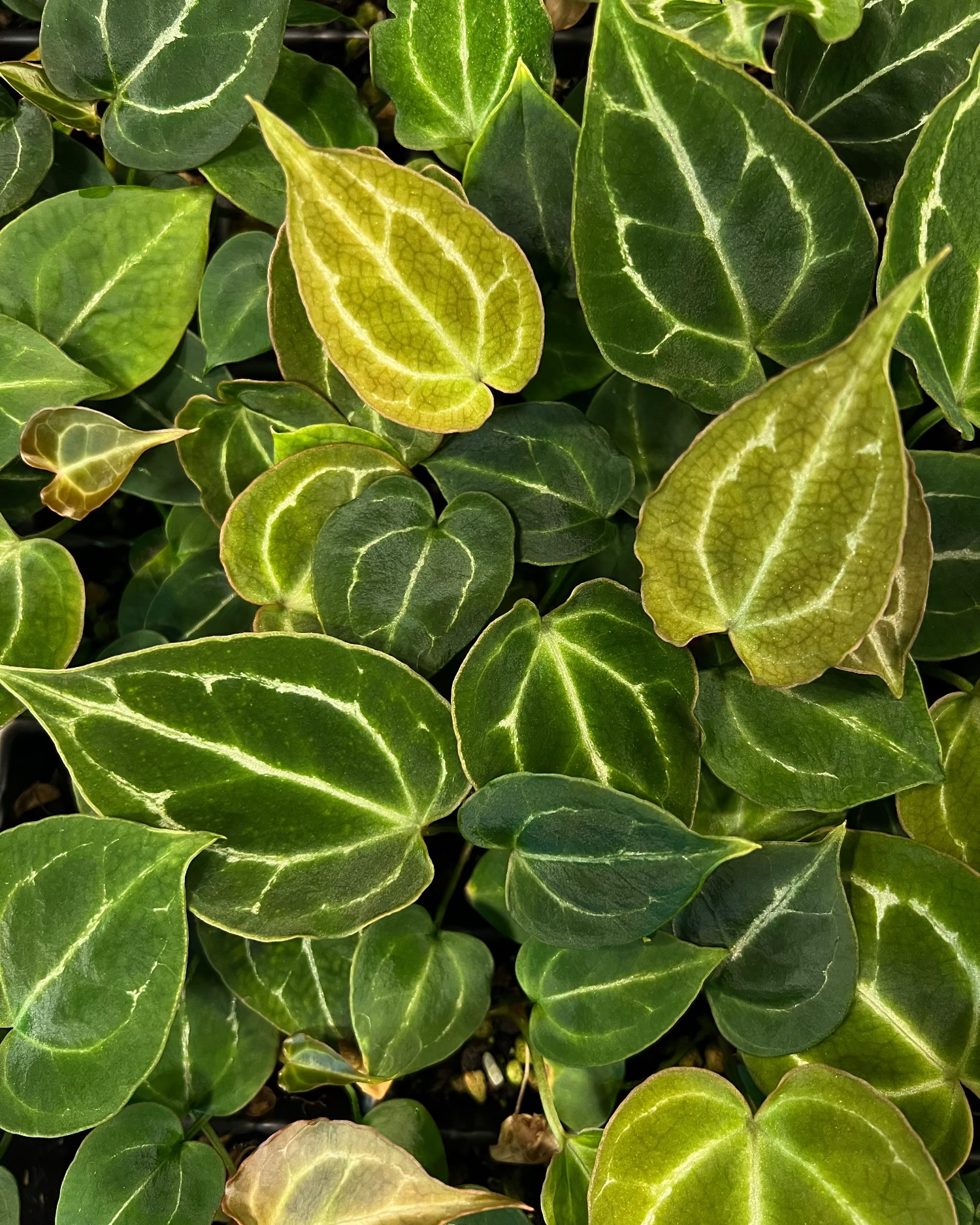 Anthurium Odin S1