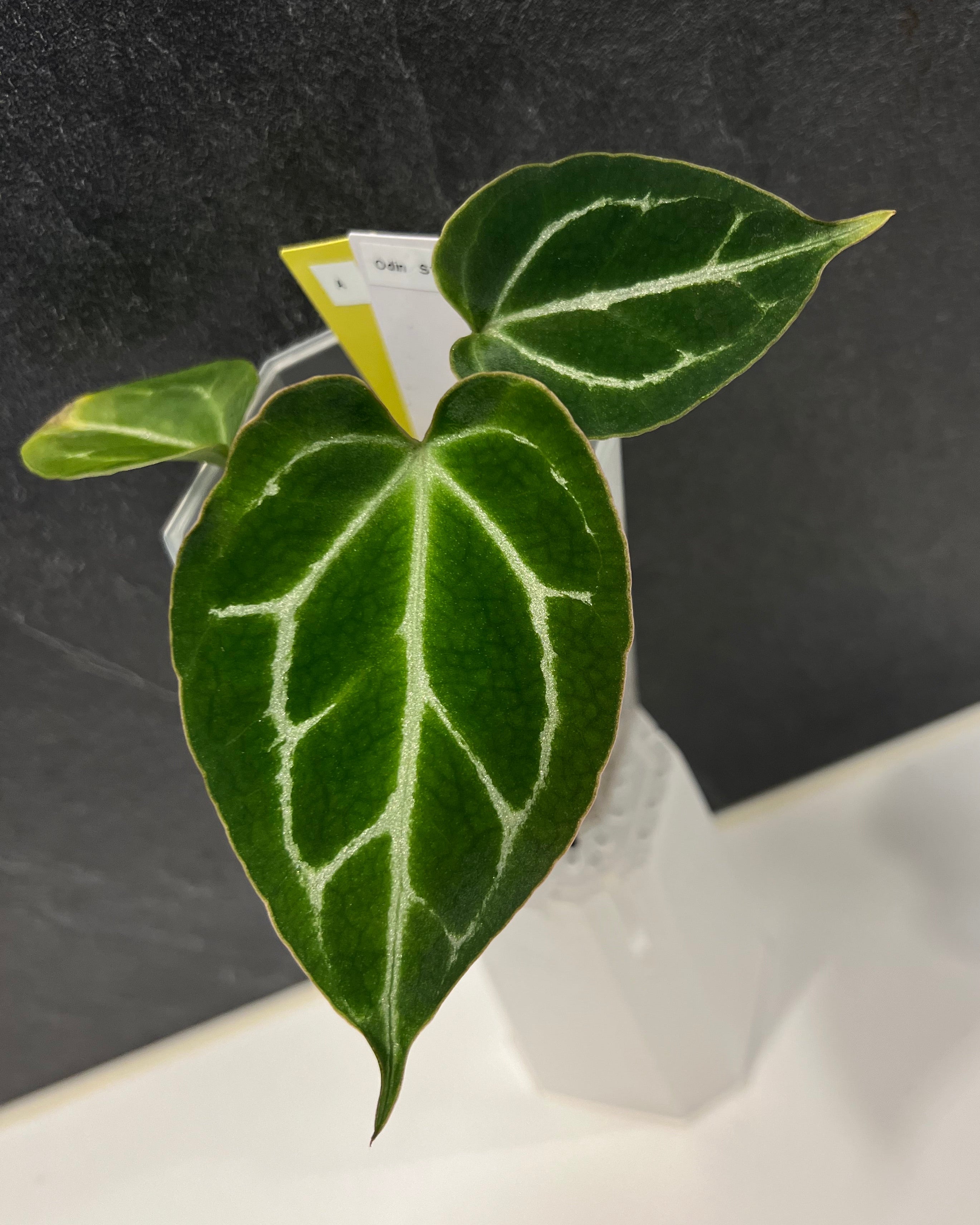 Anthurium Odin S1