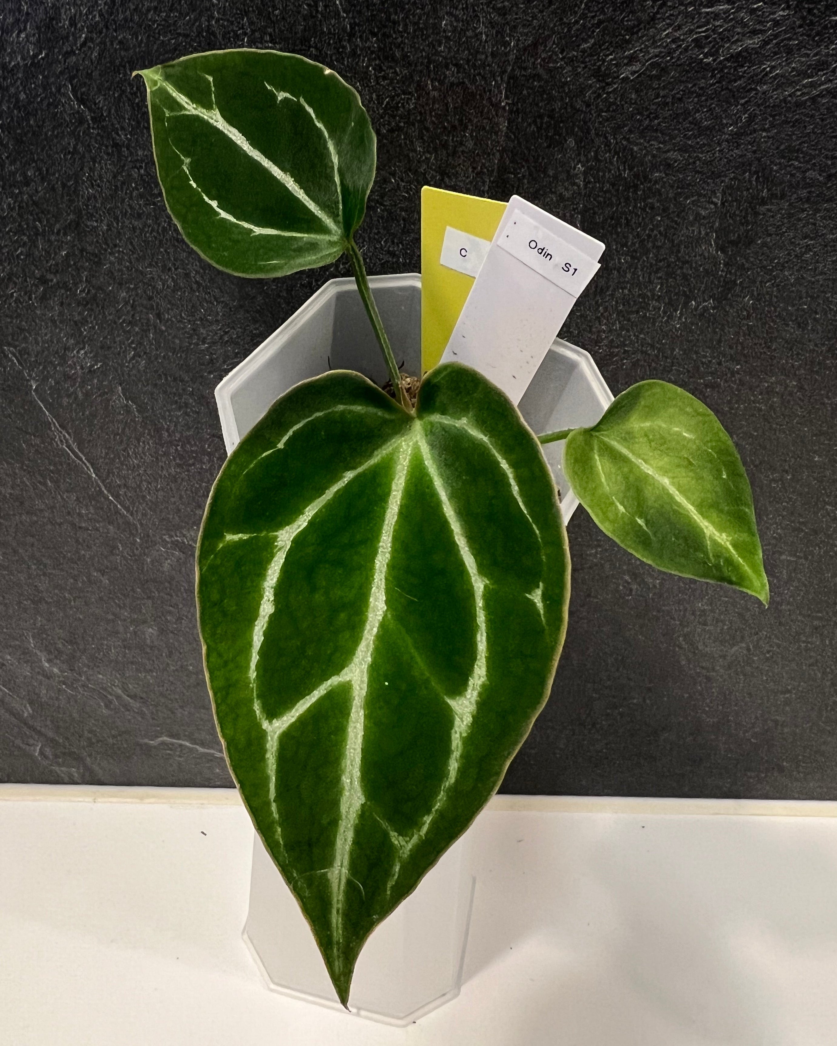 Anthurium Odin S1