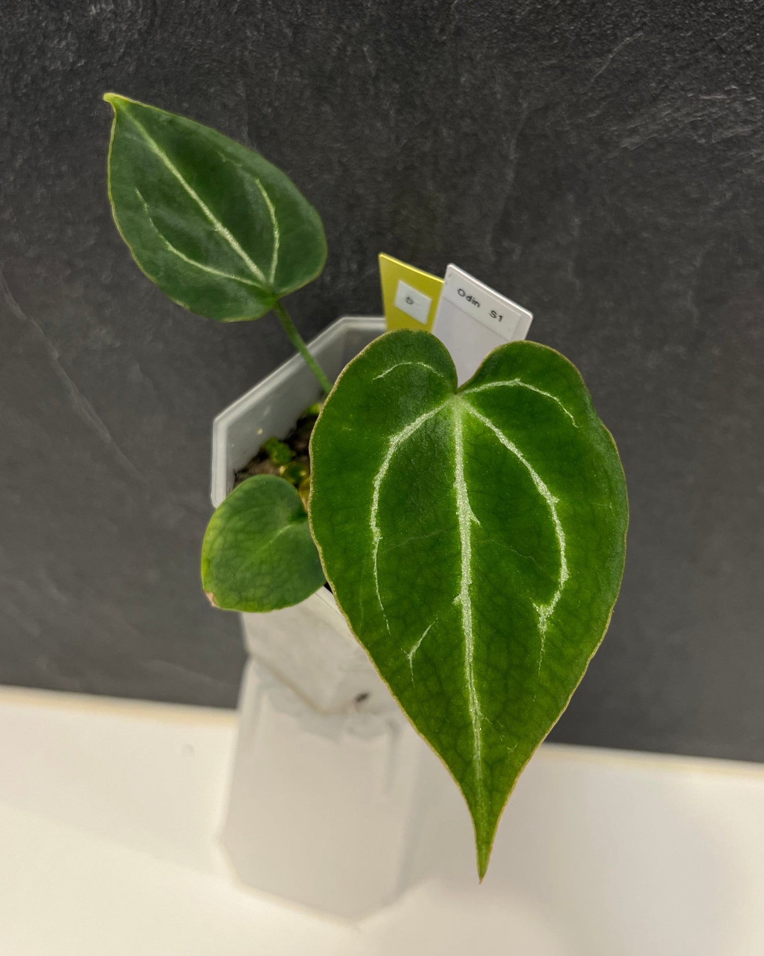 Anthurium Odin S1