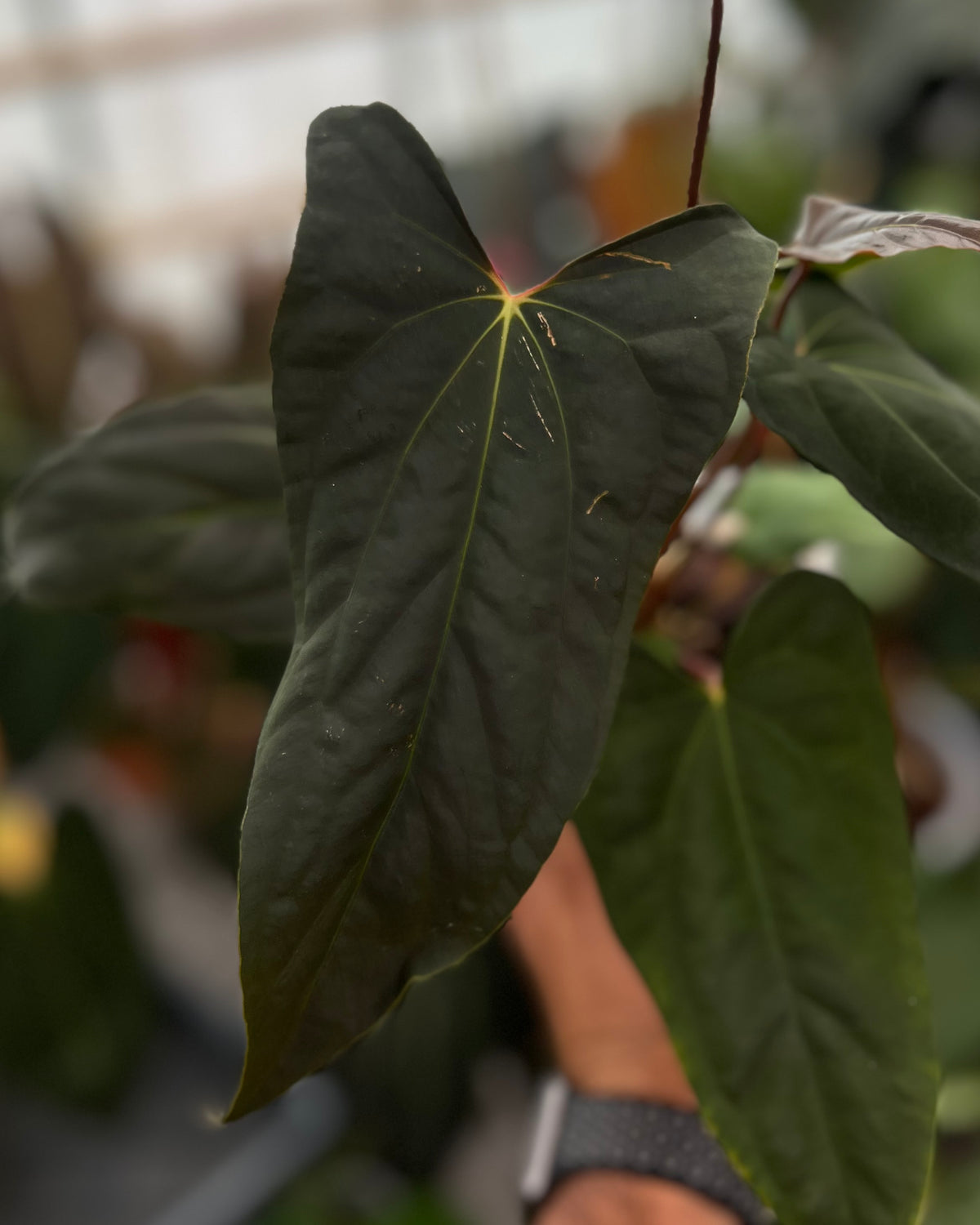 Anthurium papillilaminum (FSxRL) x (RLxFS)
