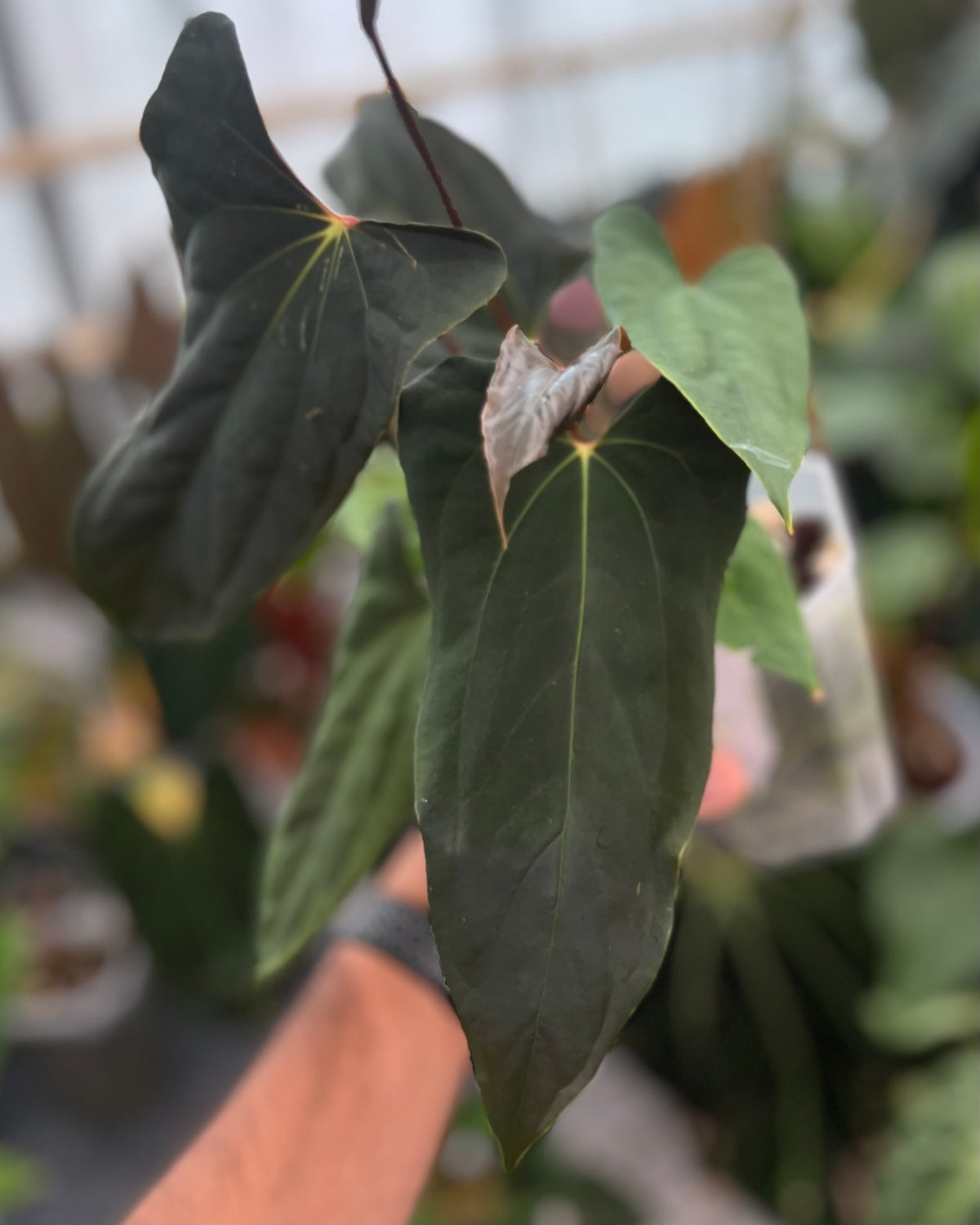 Anthurium papillilaminum (FSxRL) x (RLxFS)