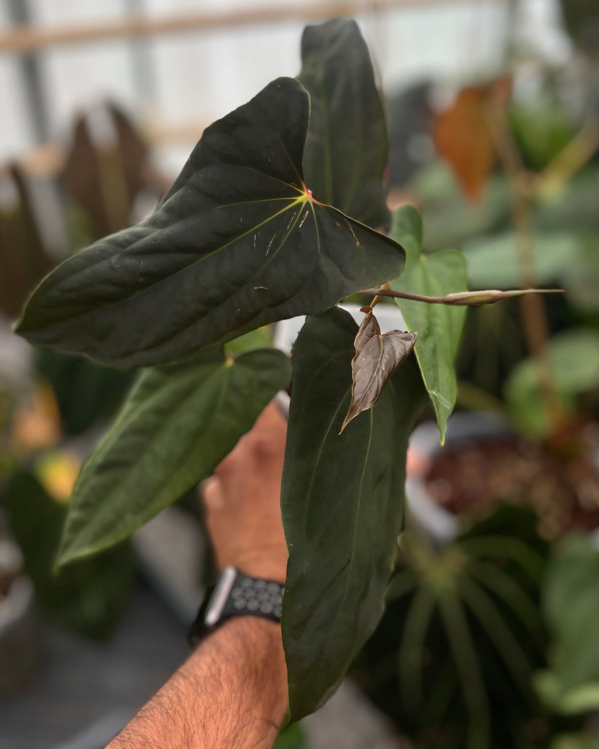 Anthurium papillilaminum (FSxRL) x (RLxFS)