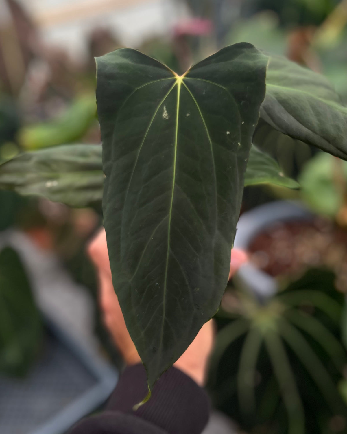 Anthurium papillilaminum (FSxRL) x (RLxFS)