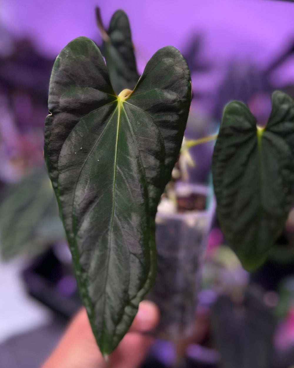 Anthurium papillilaminum Marie X papillilaminum FSxRL flat (Grim Reaper)