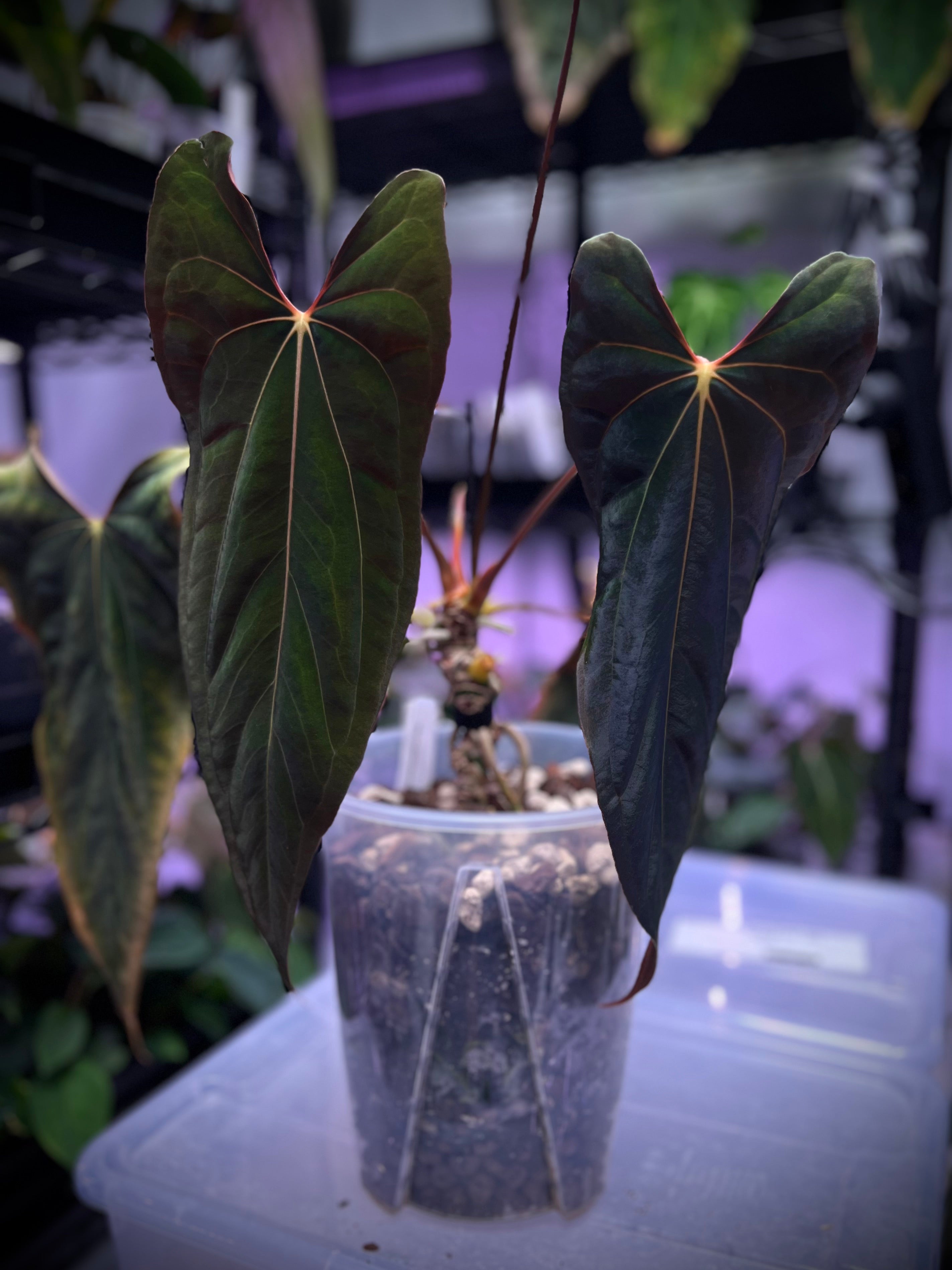 パ*ン様 アンスリウム papi Fort Sherman x Ralph Ly Anthurium papillilaminum Ralph Lynam x Fort Sherman