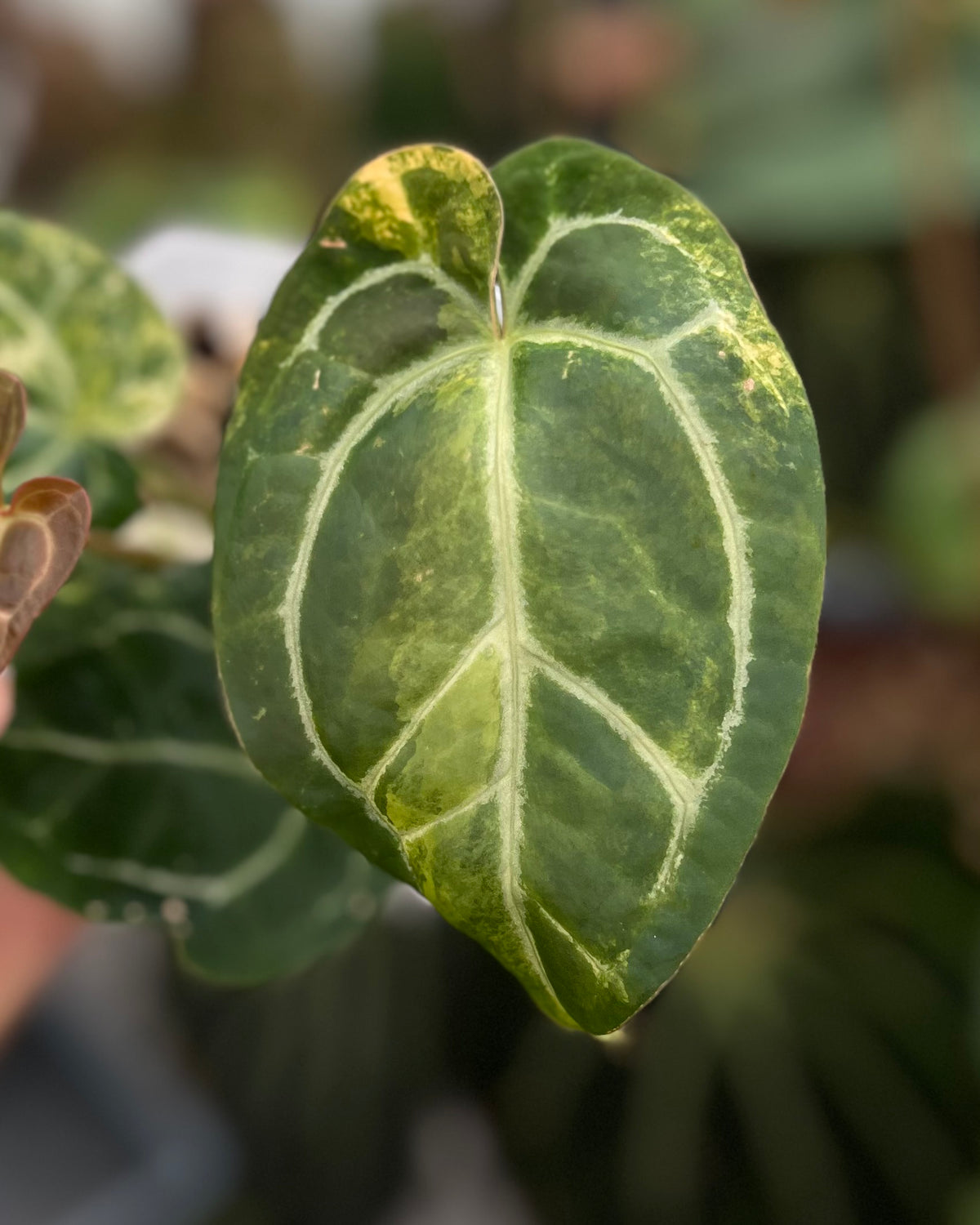 Papillilaminum Variegata x (Chocolate x Red Crystallinum)