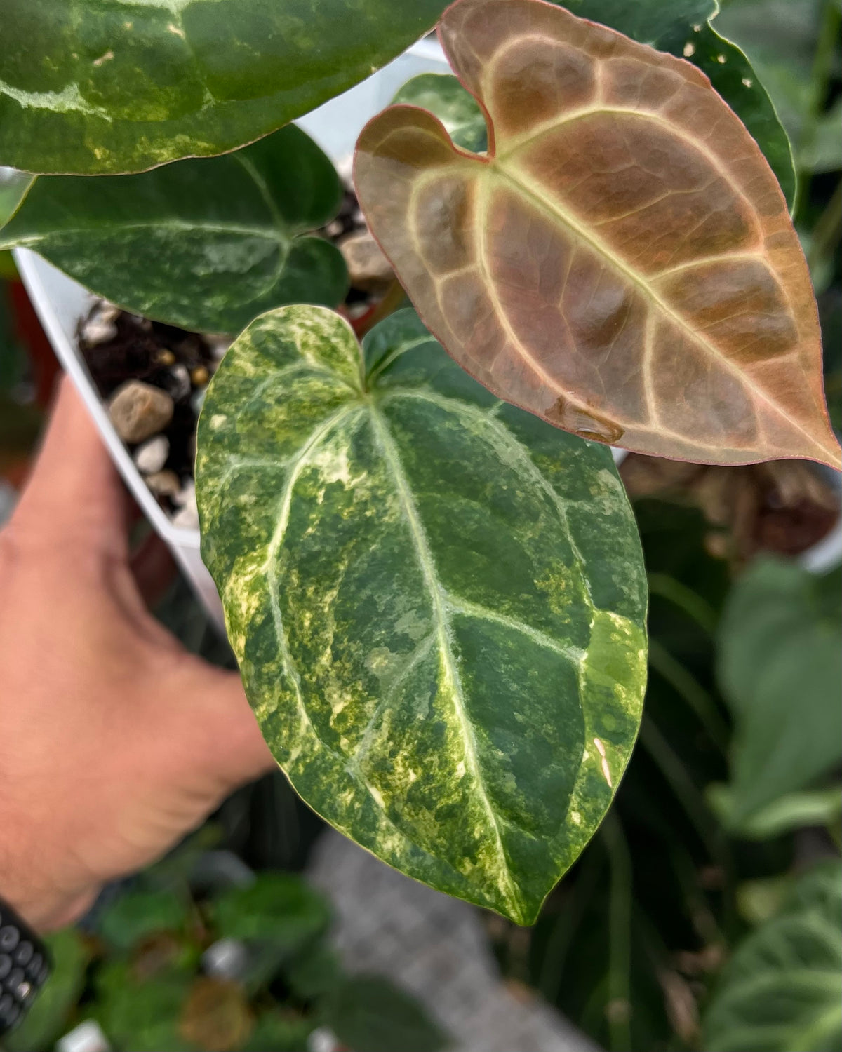 Papillilaminum Variegata x (Chocolate x Red Crystallinum)