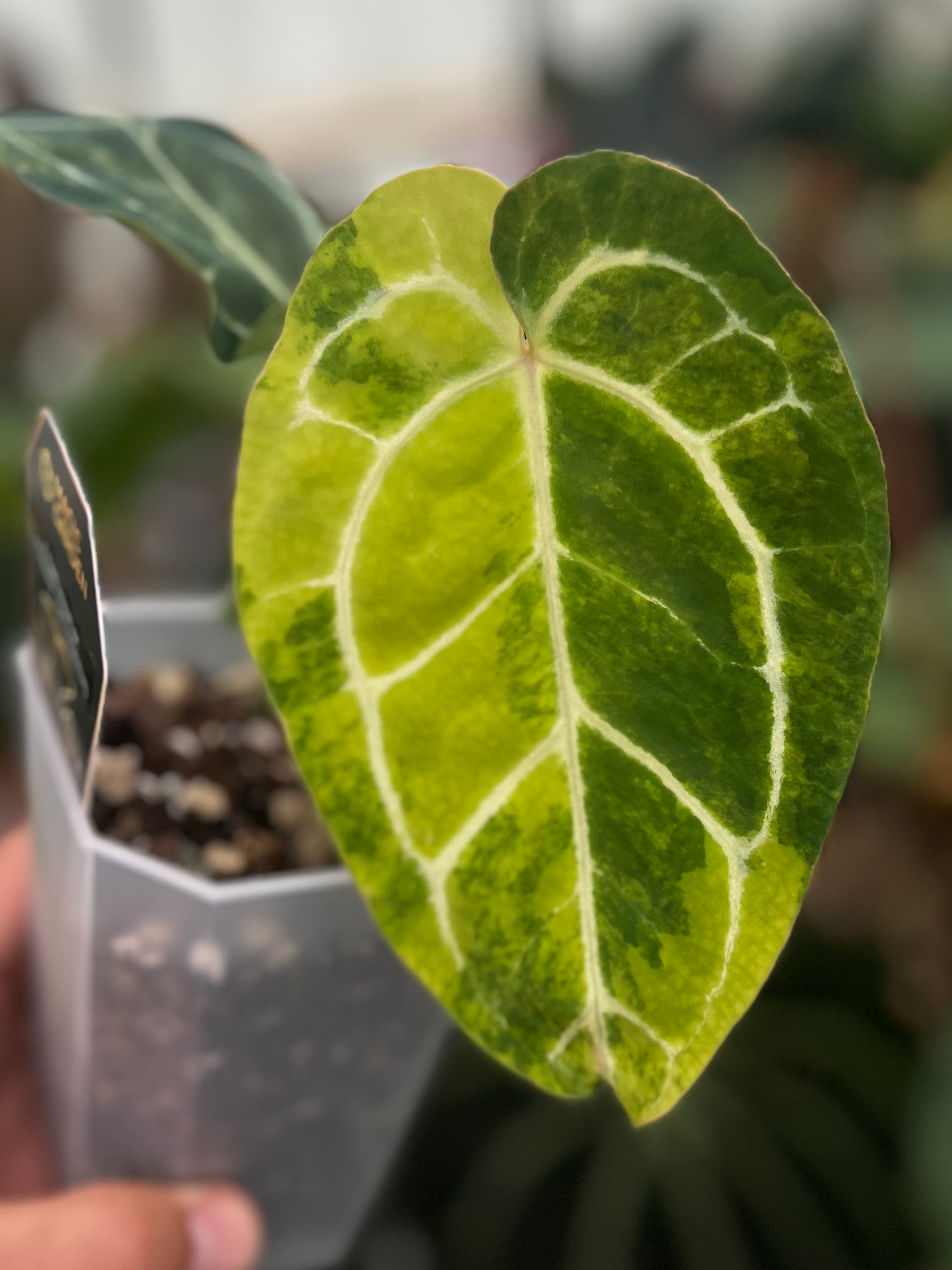 Papillilaminum Variegata x (Chocolate x Red Crystallinum)