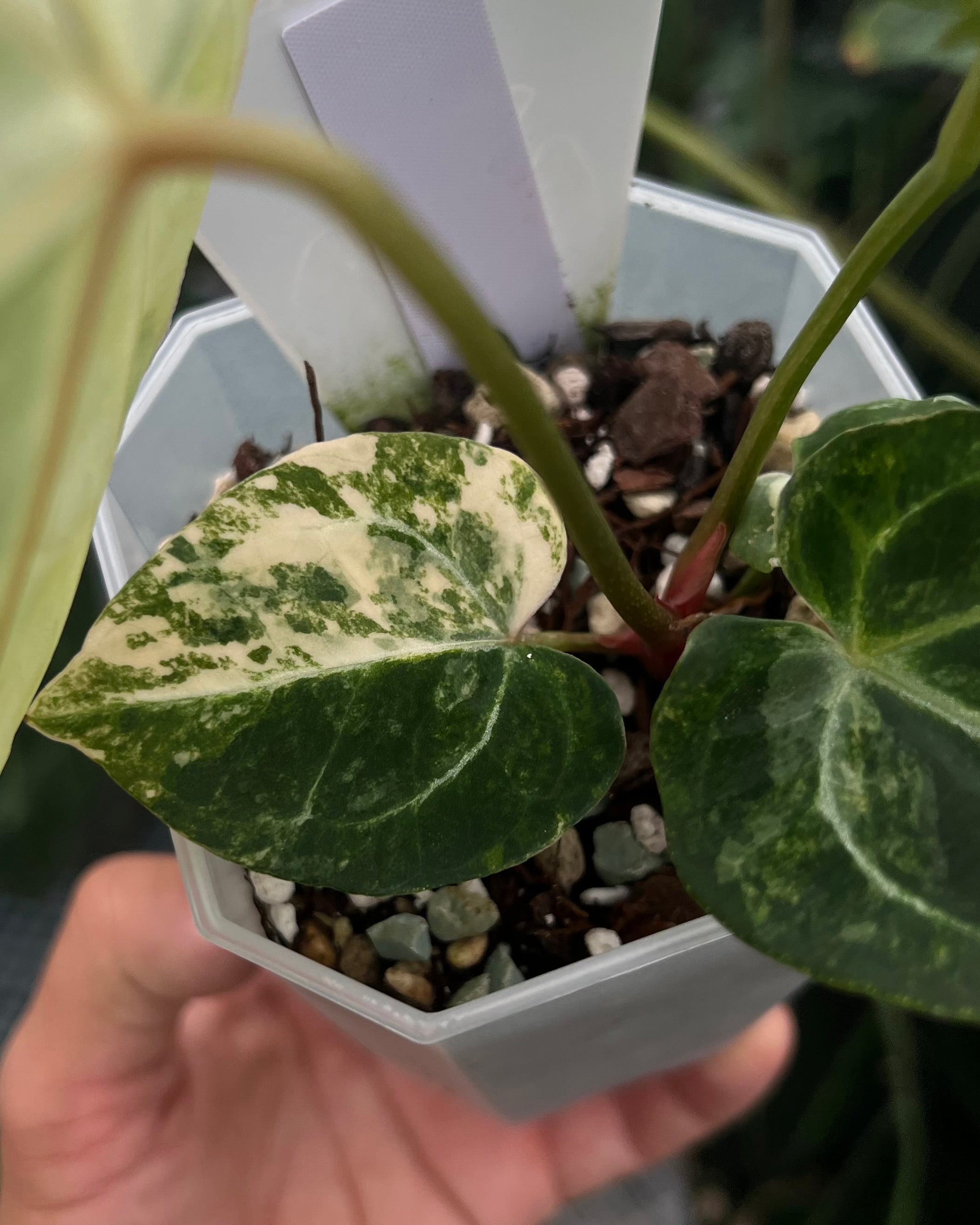Papillilaminum Variegata x (Chocolate x Red Crystallinum)