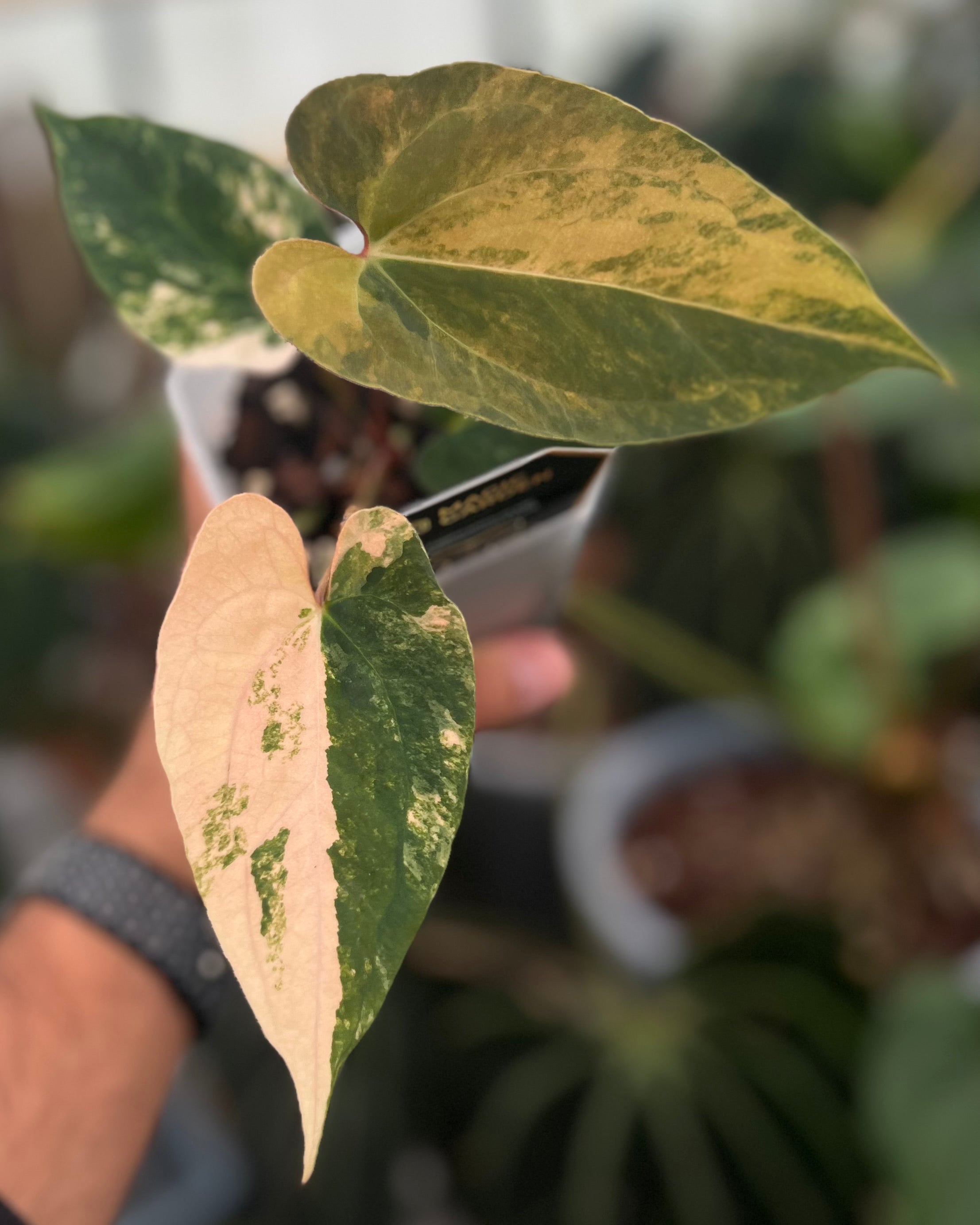 Papillilaminum Variegata x (Papillilaminum Fort Sherman x Ralph Lynam)