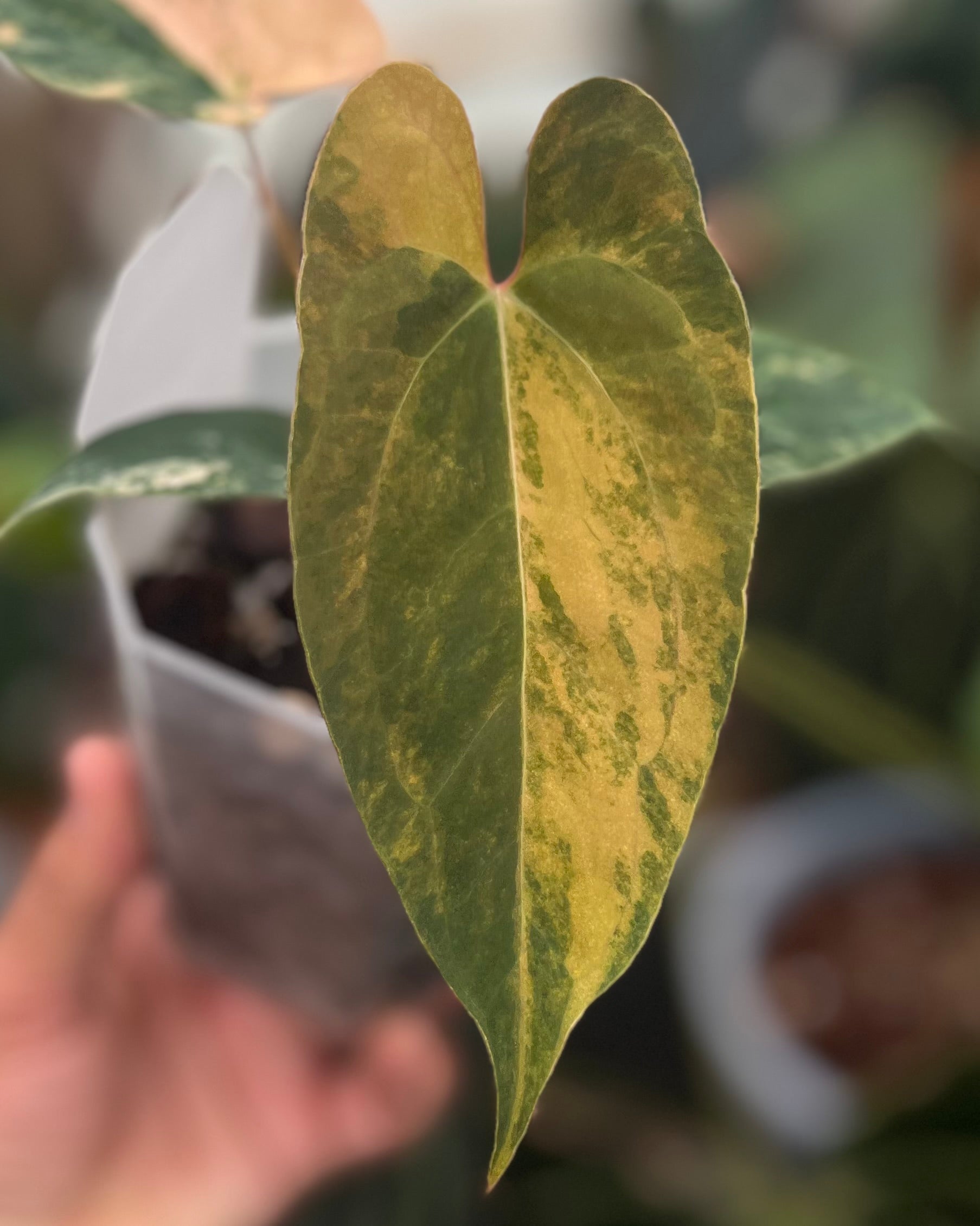 Papillilaminum Variegata x (Papillilaminum Fort Sherman x Ralph Lynam)