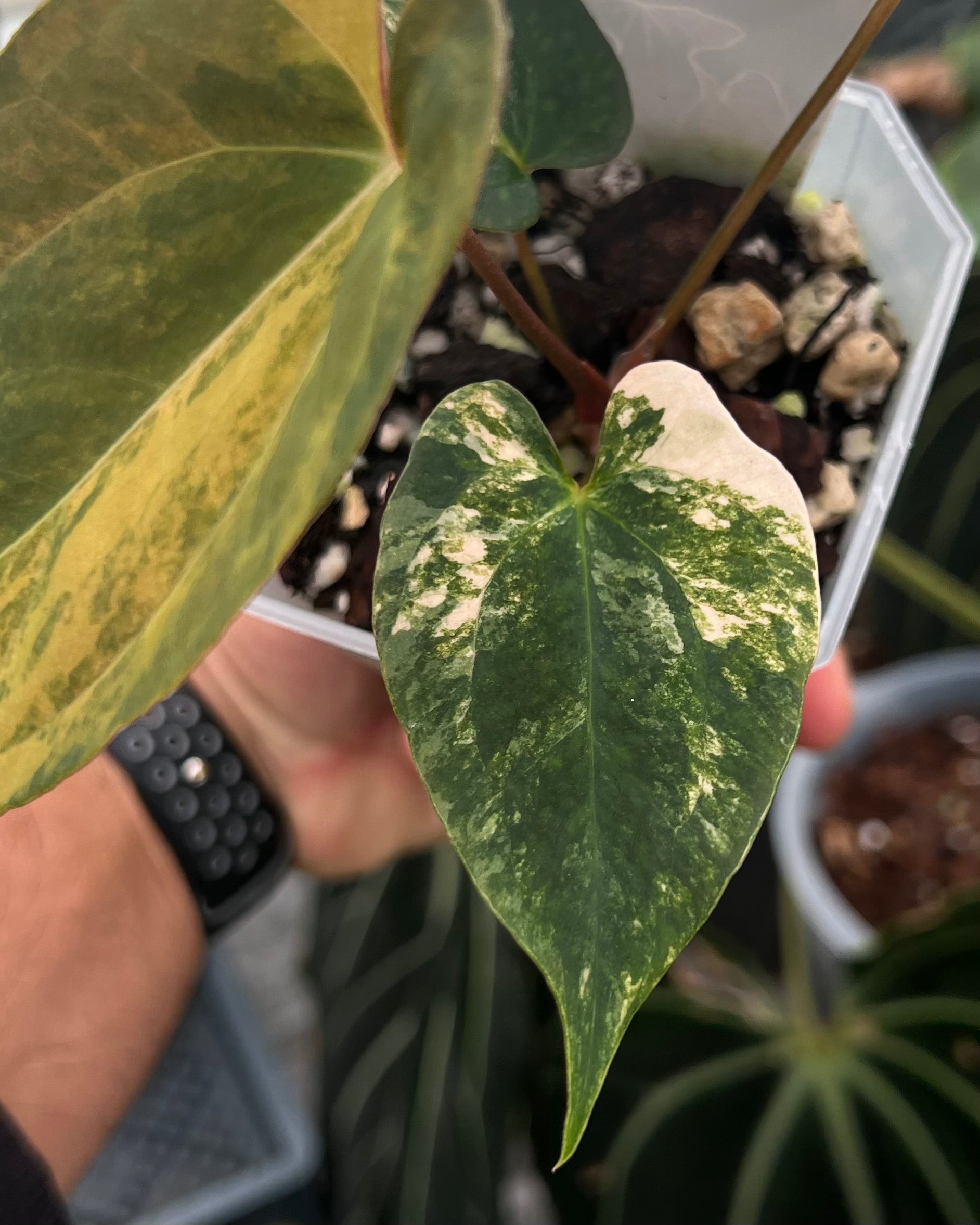 Papillilaminum Variegata x (Papillilaminum Fort Sherman x Ralph Lynam)
