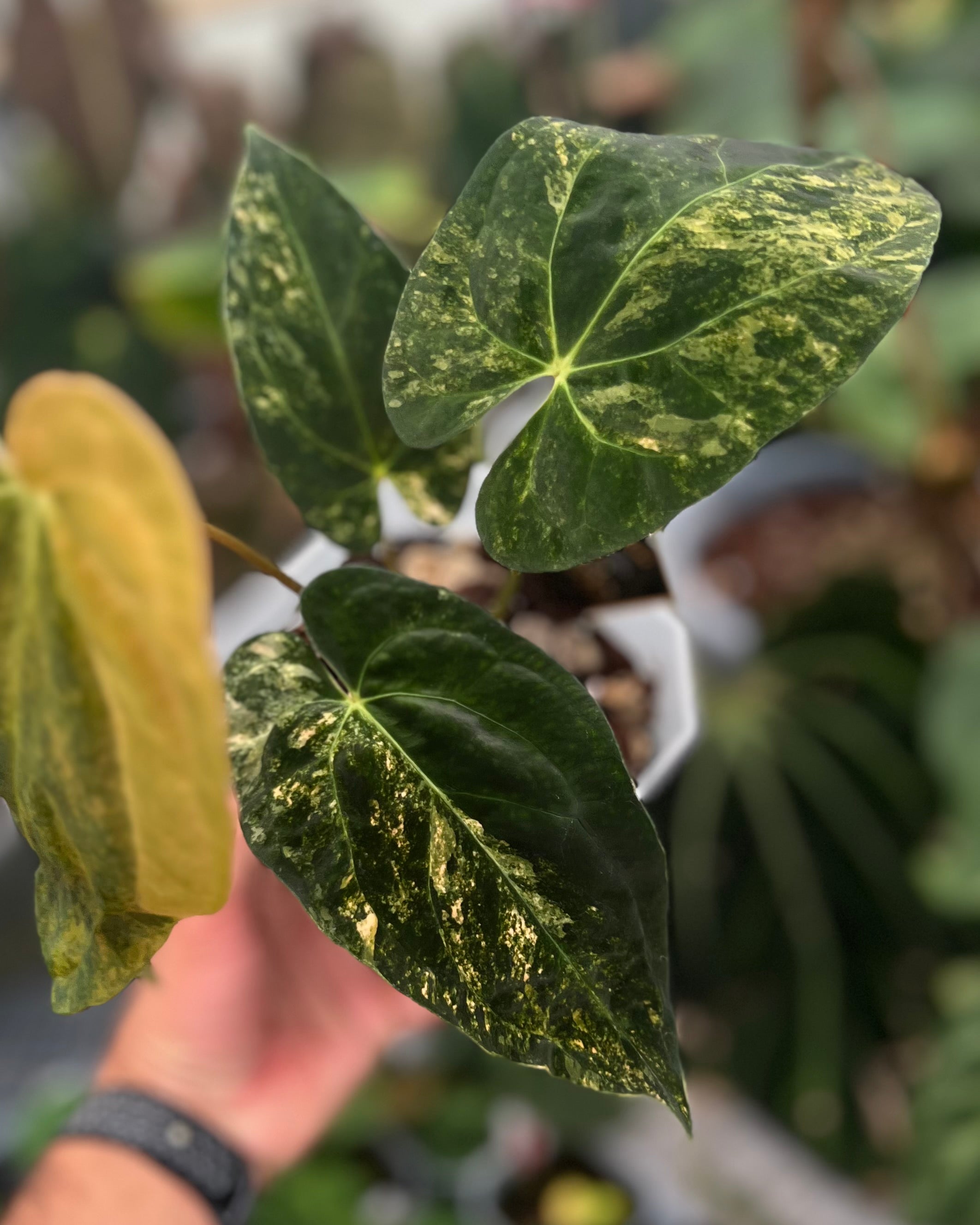 Papillilaminum Variegata x (Papillilaminum Fort Sherman x Ralph Lynam)