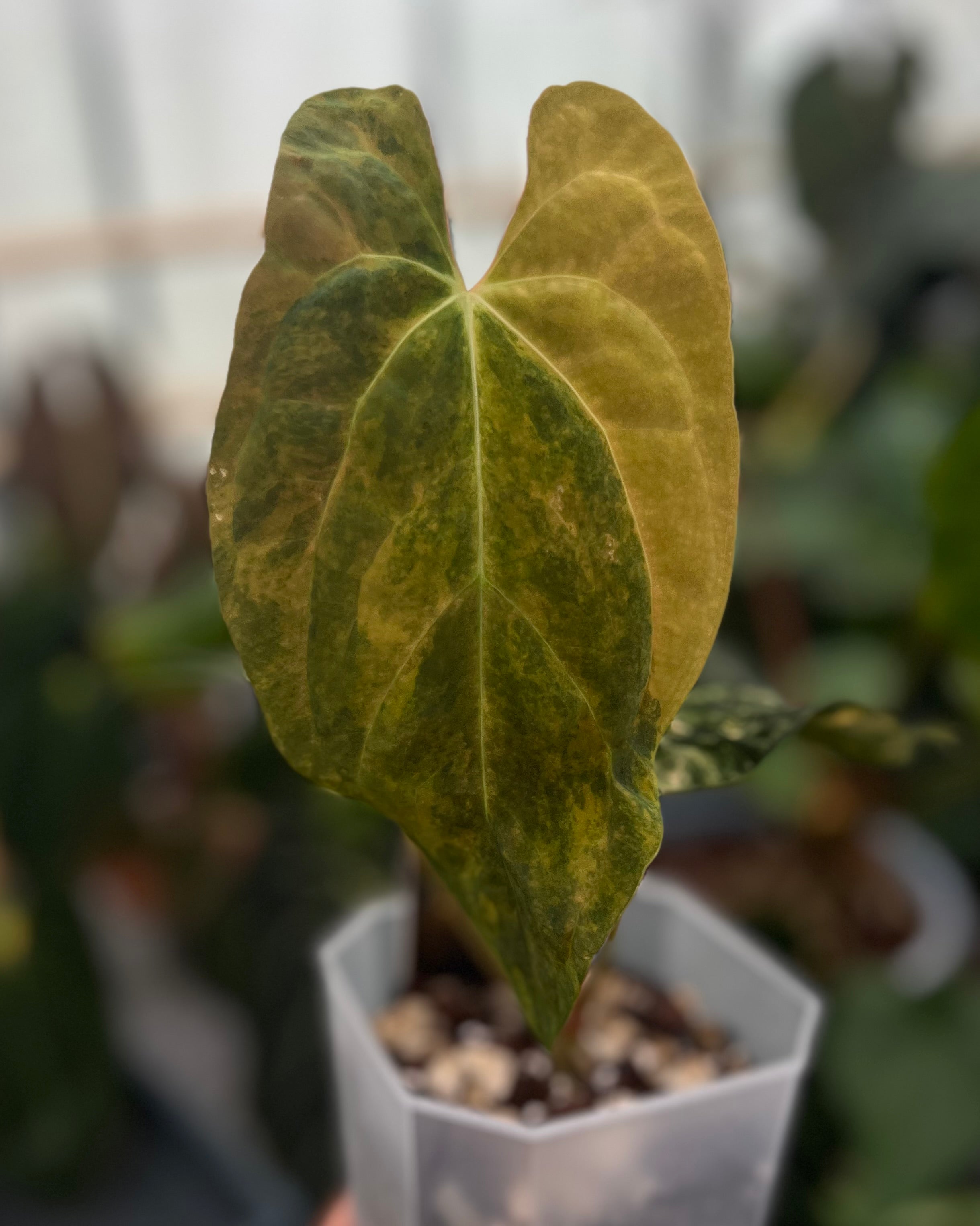 Papillilaminum Variegata x (Papillilaminum Fort Sherman x Ralph Lynam)