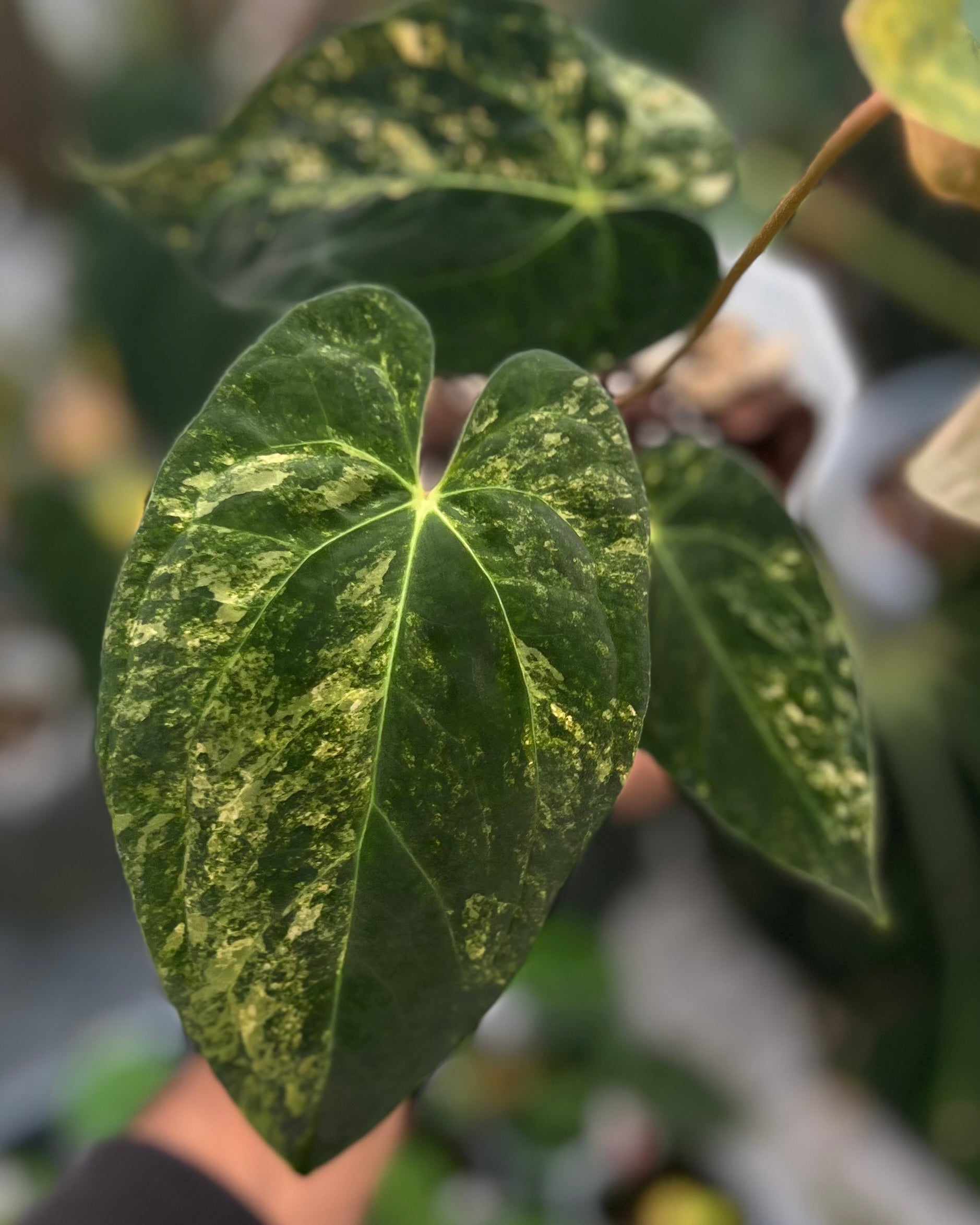 Papillilaminum Variegata x (Papillilaminum Fort Sherman x Ralph Lynam)
