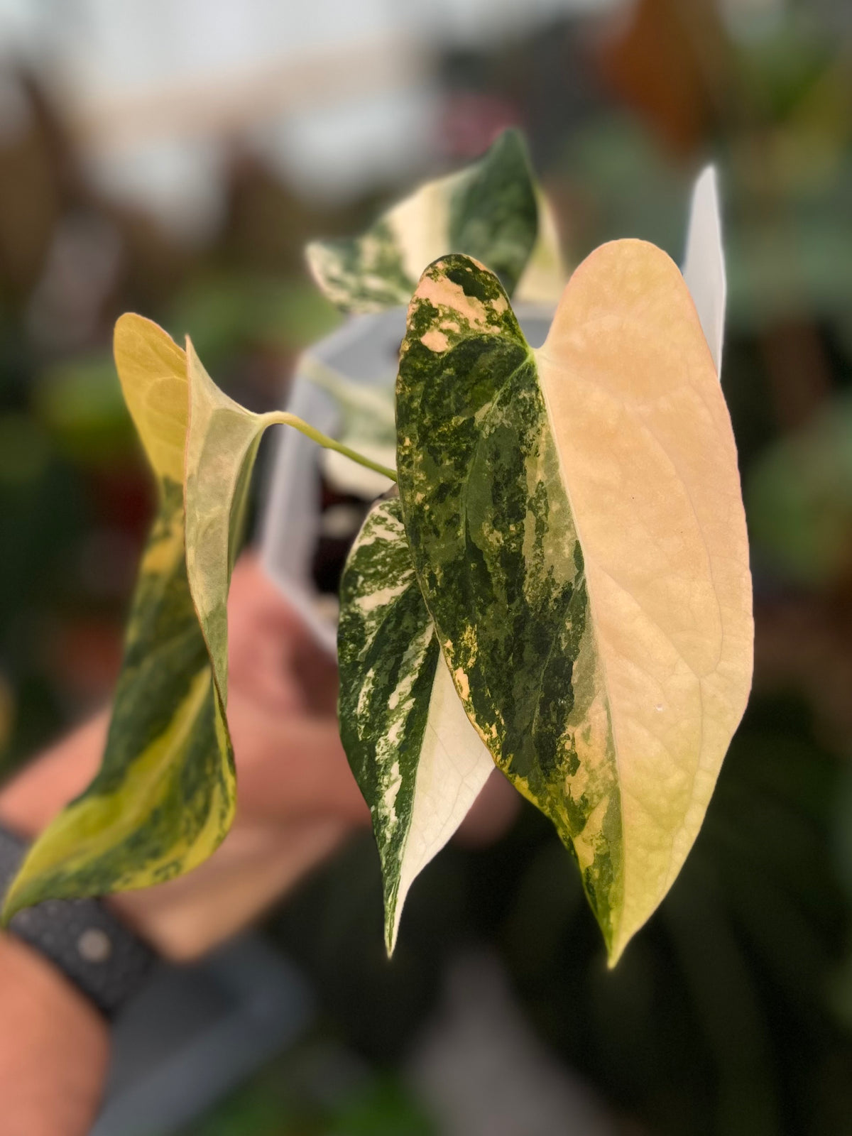Papillilaminum Variegata x (Papillilaminum Fort Sherman x Ralph Lynam)