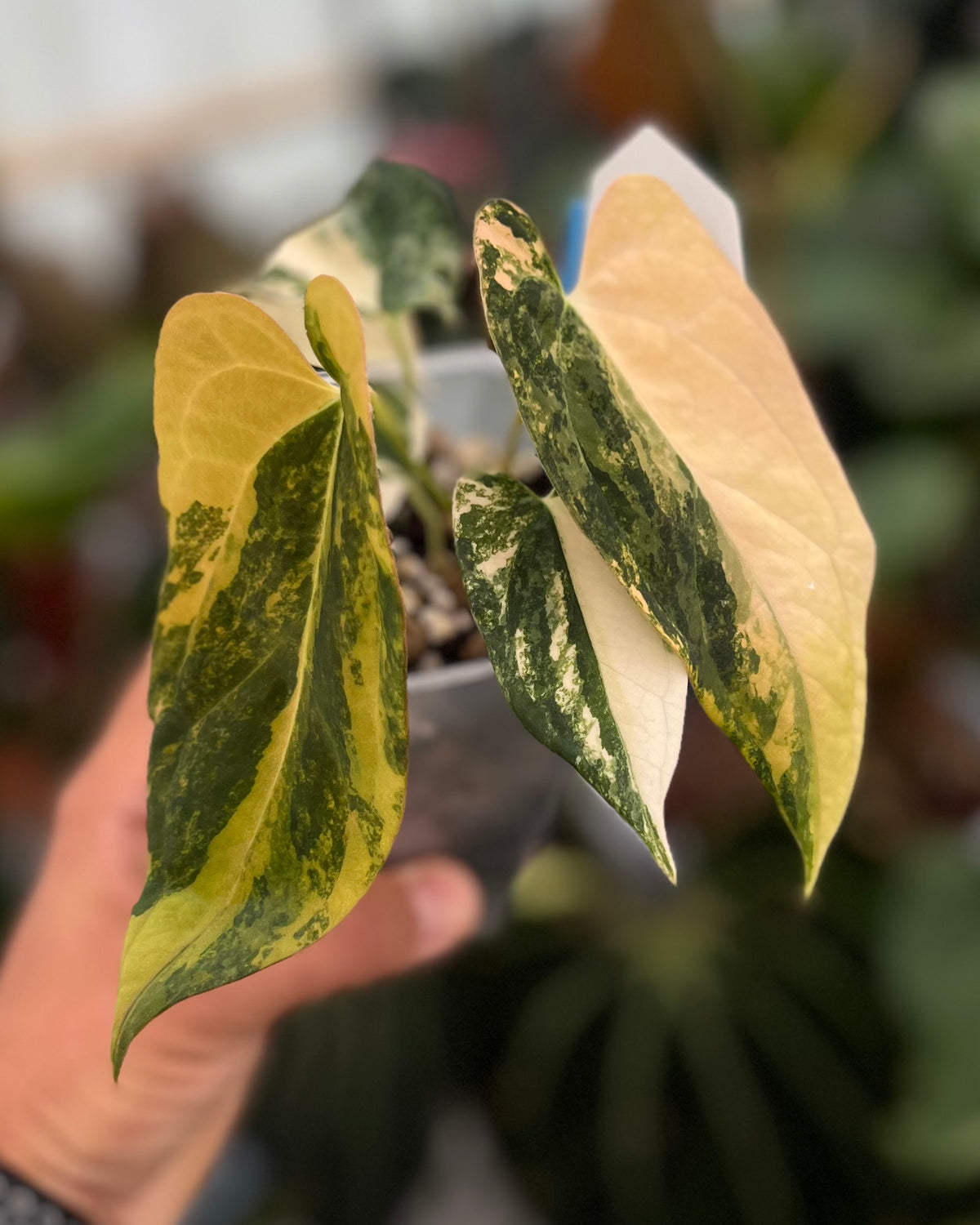 Papillilaminum Variegata x (Papillilaminum Fort Sherman x Ralph Lynam)