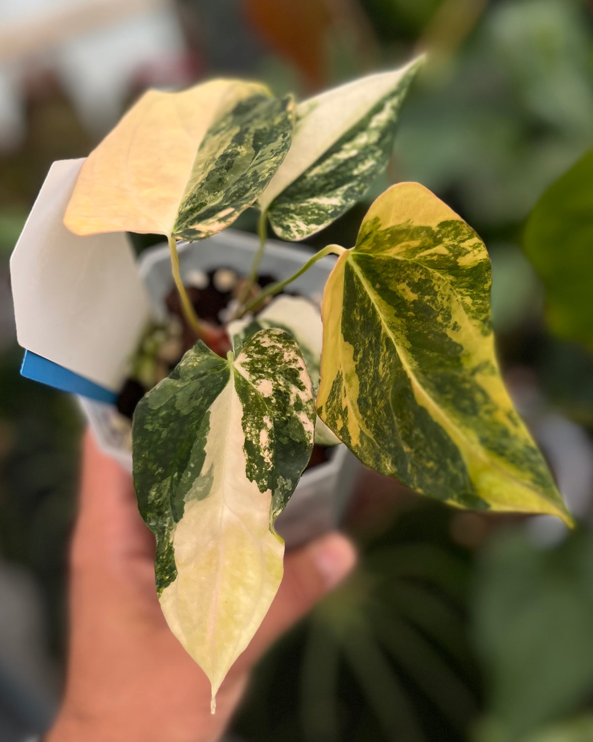 Papillilaminum Variegata x (Papillilaminum Fort Sherman x Ralph Lynam)