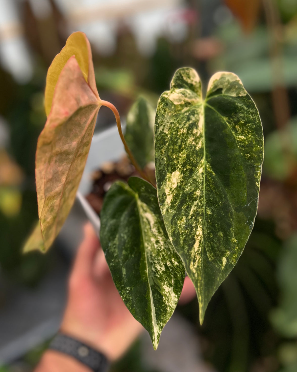 Papillilaminum Variegata x (Papillilaminum Fort Sherman x Ralph Lynam)