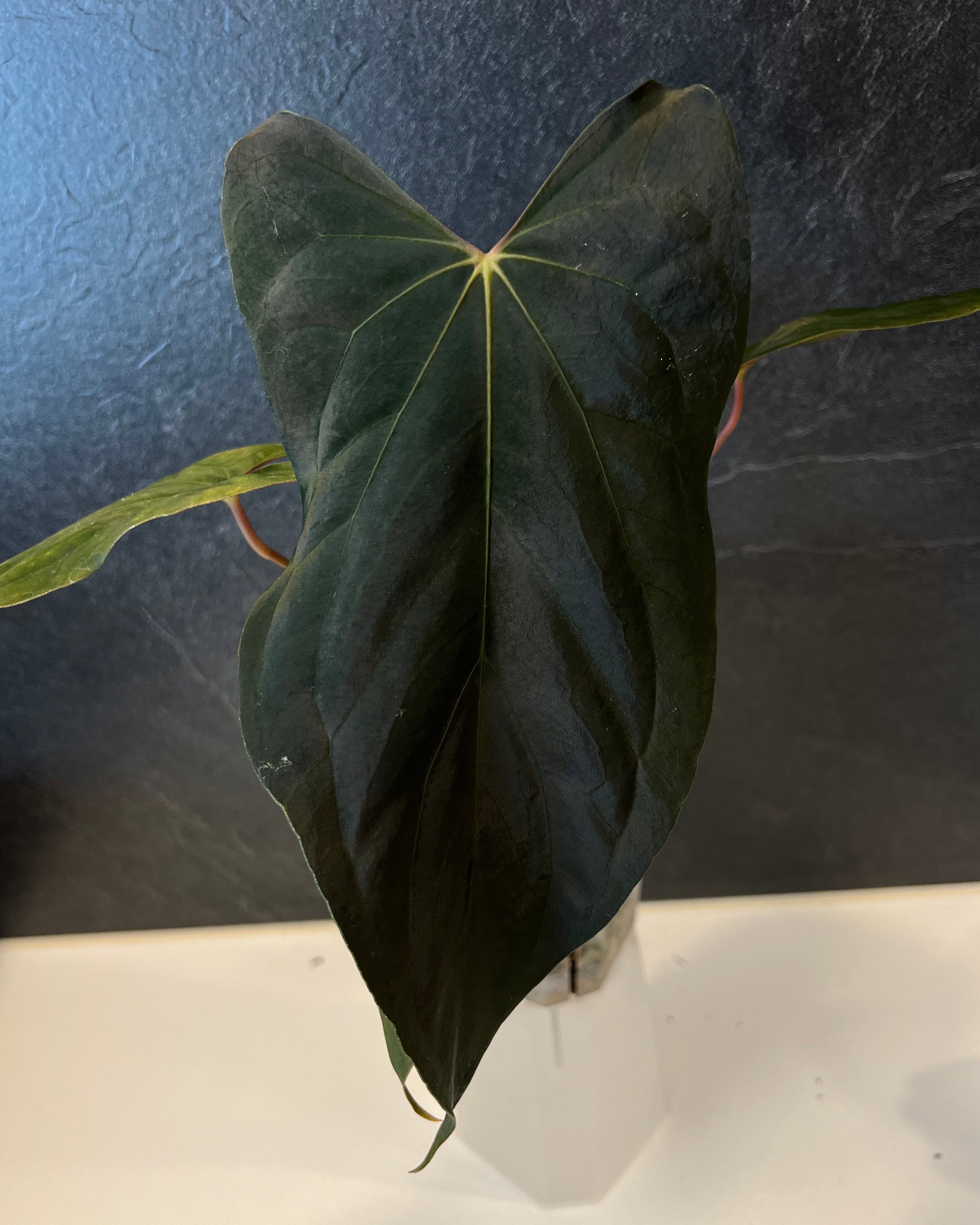 Anthurium papillilaminum Ralph Lynam S1