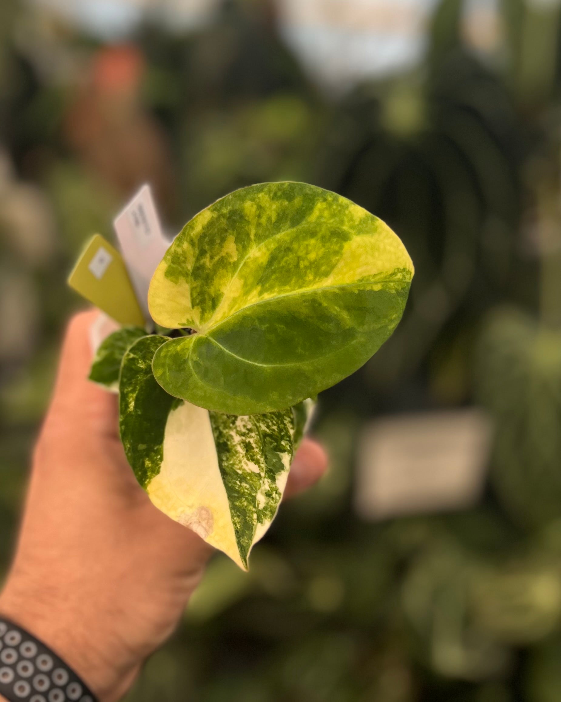 Anthurium Seppuku Variegata x Odin