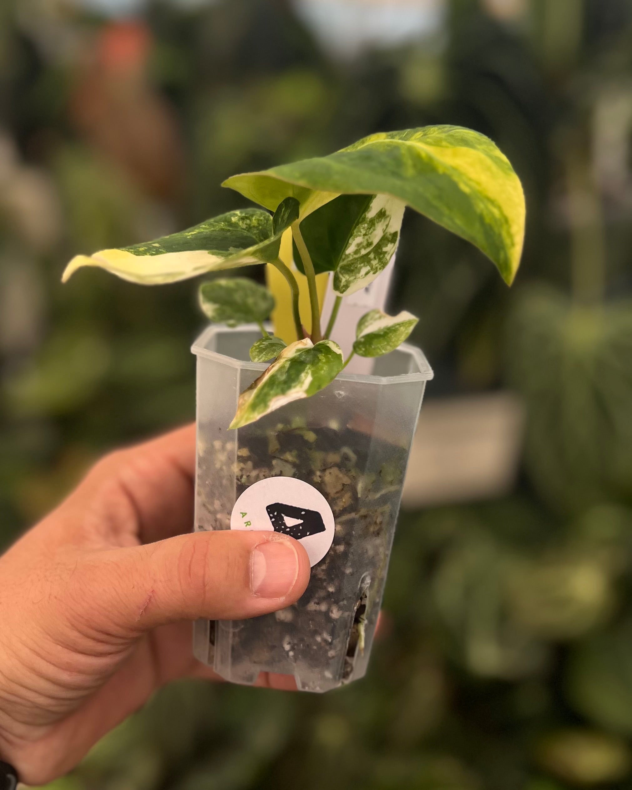 Anthurium Seppuku Variegata x Odin