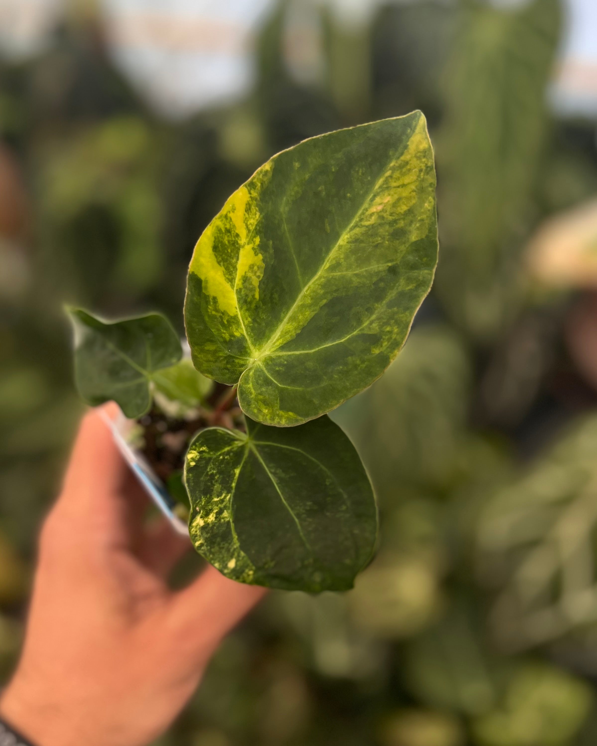 Anthurium Seppuku Variegata x Odin