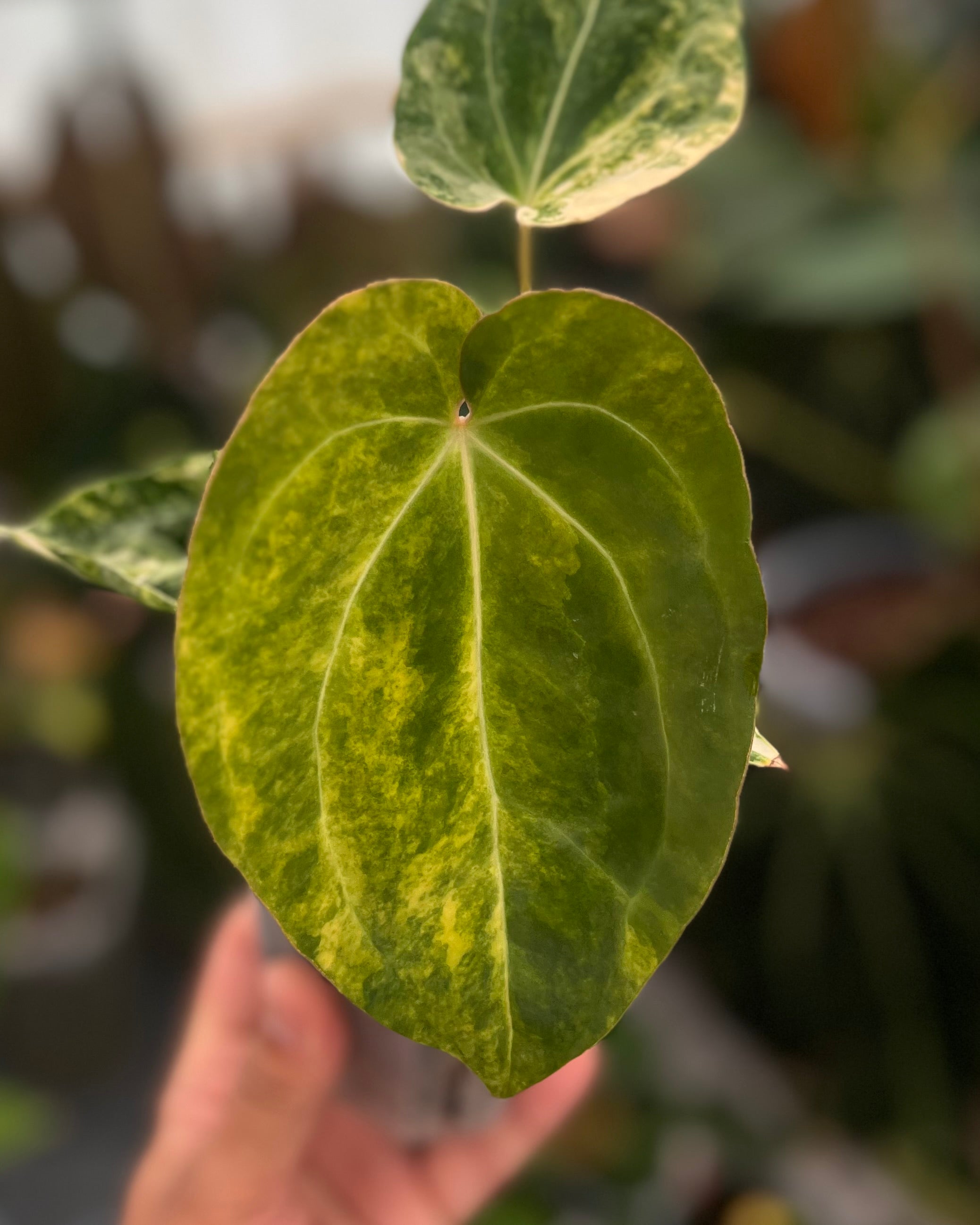 Anthurium Seppuku Variegata x Odin