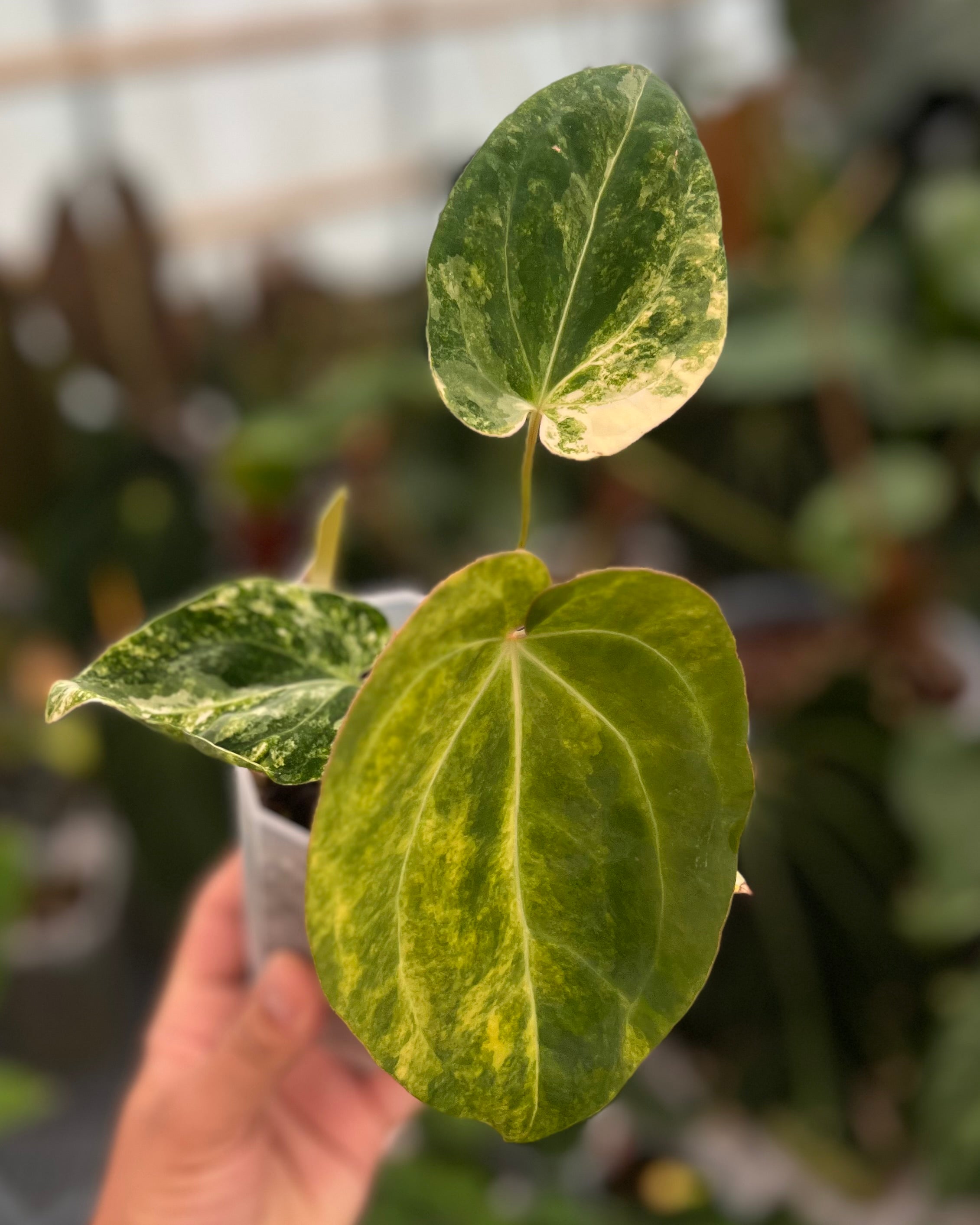 Anthurium Seppuku Variegata x Odin