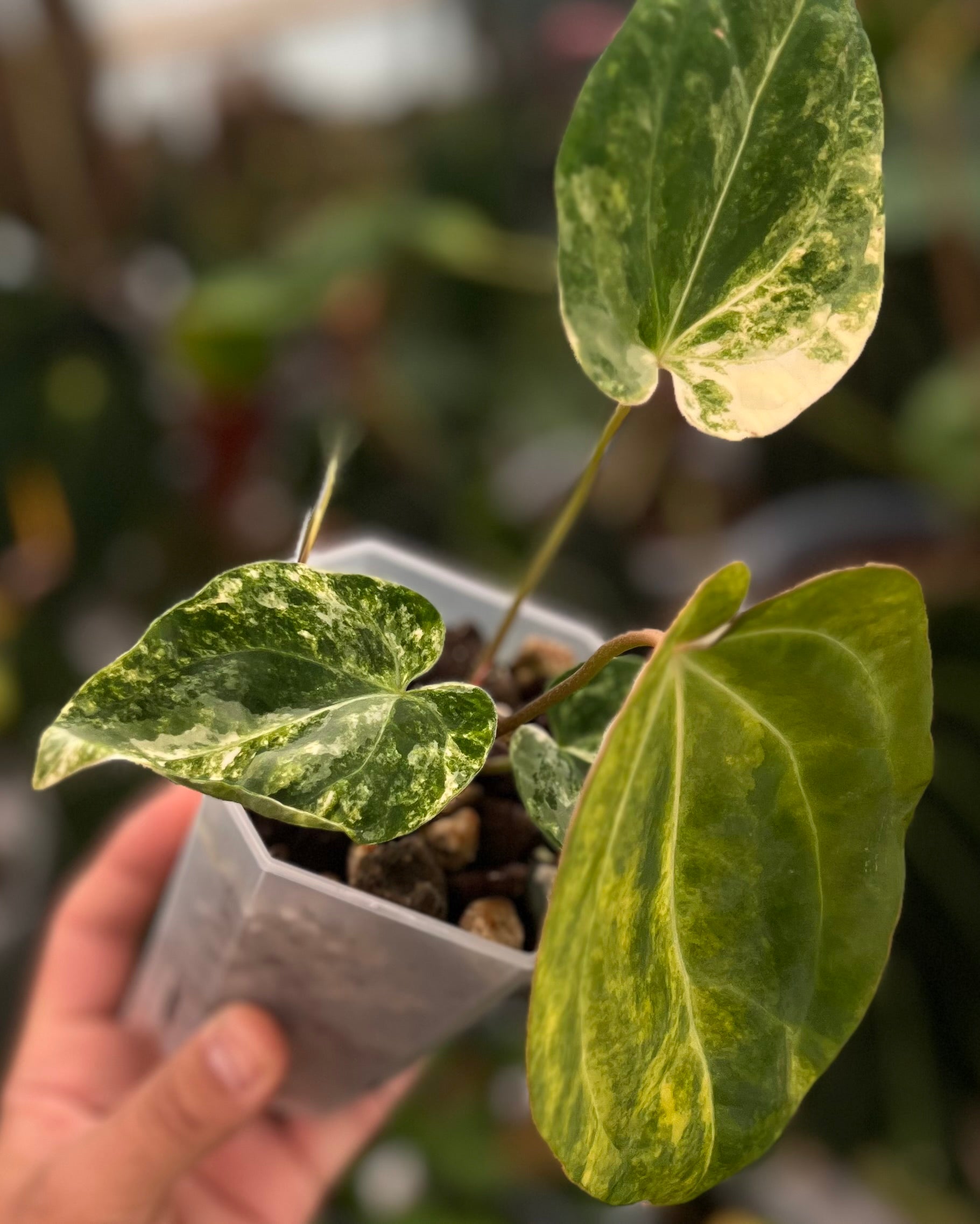 Anthurium Seppuku Variegata x Odin