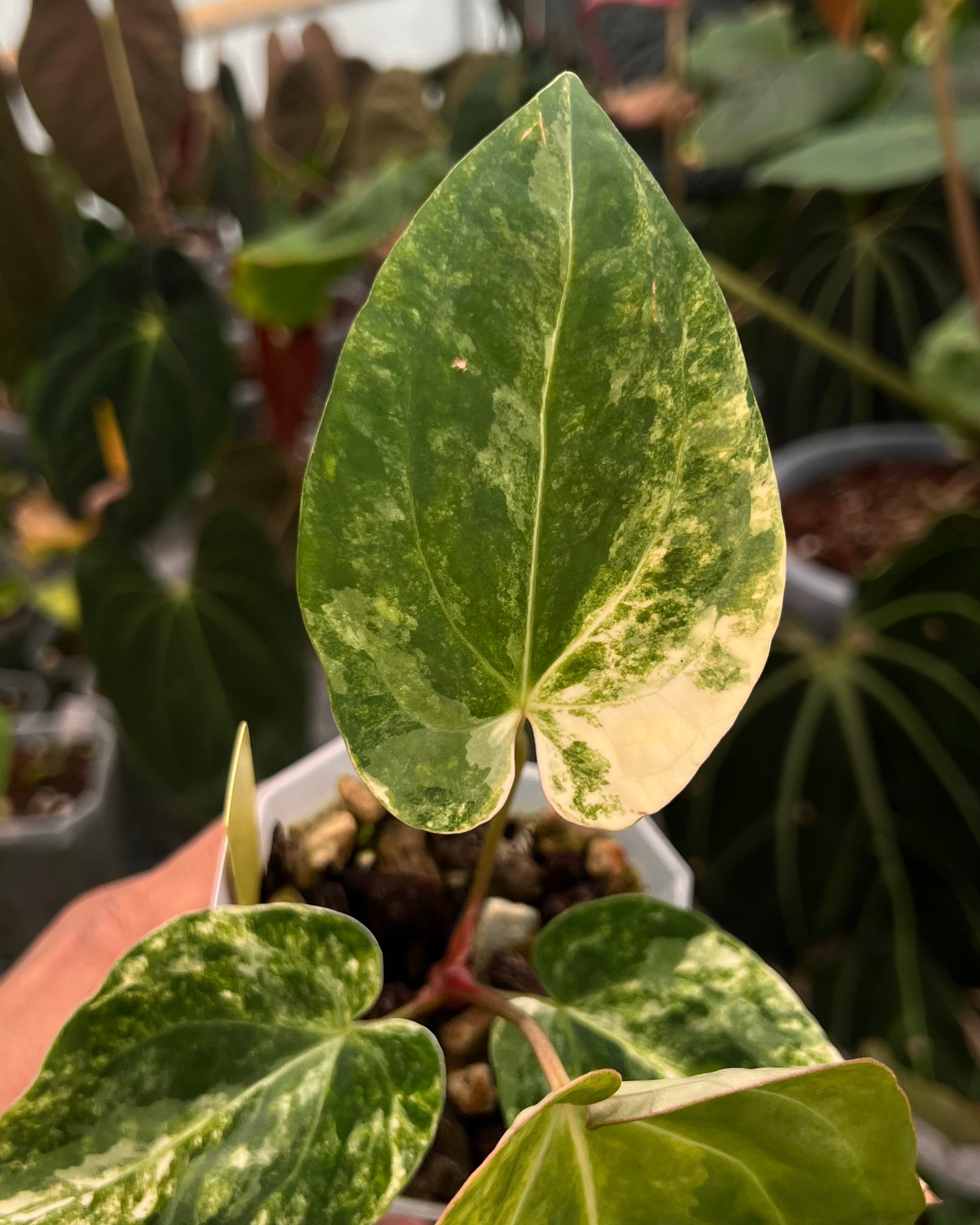 Anthurium Seppuku Variegata x Odin