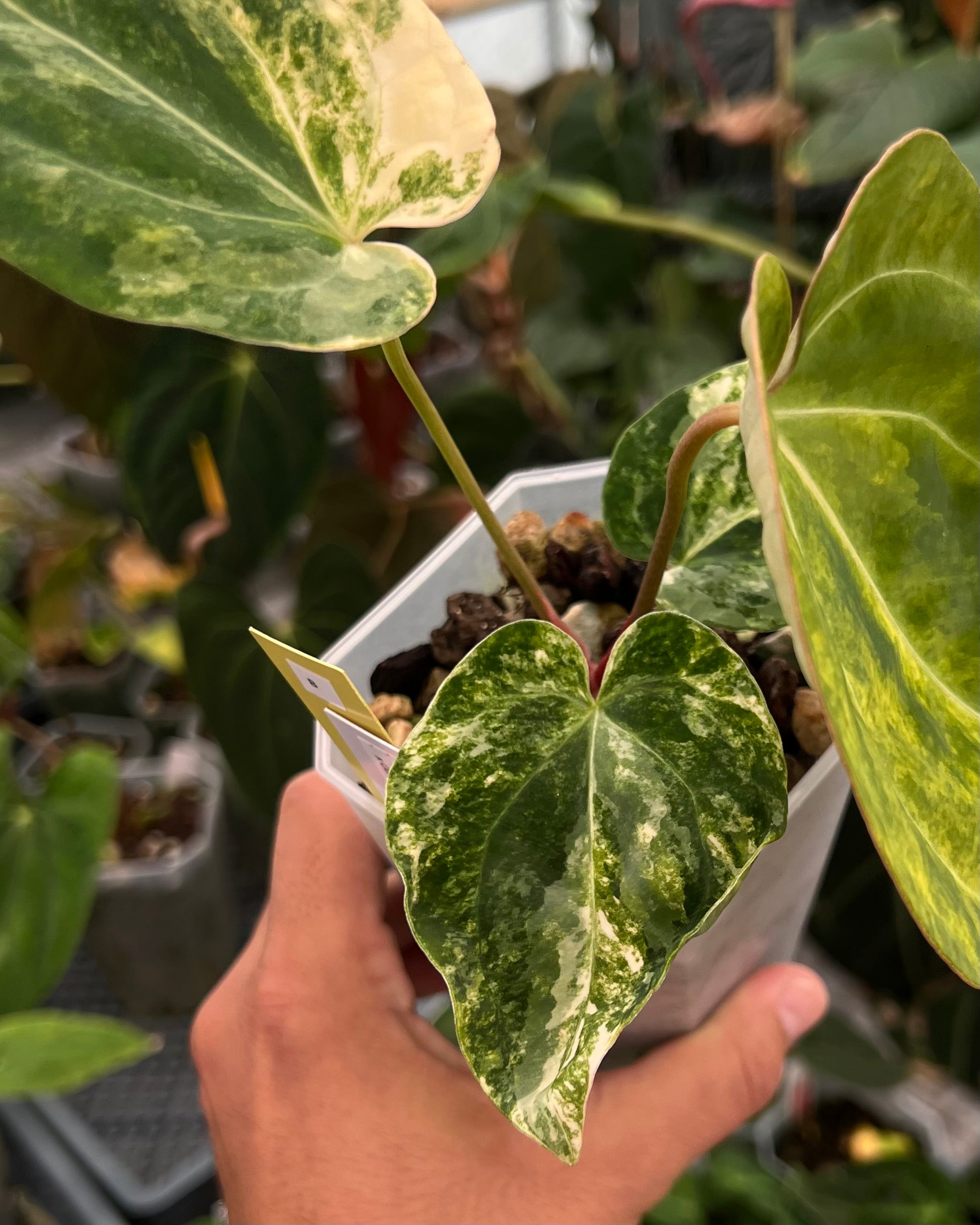 Anthurium Seppuku Variegata x Odin