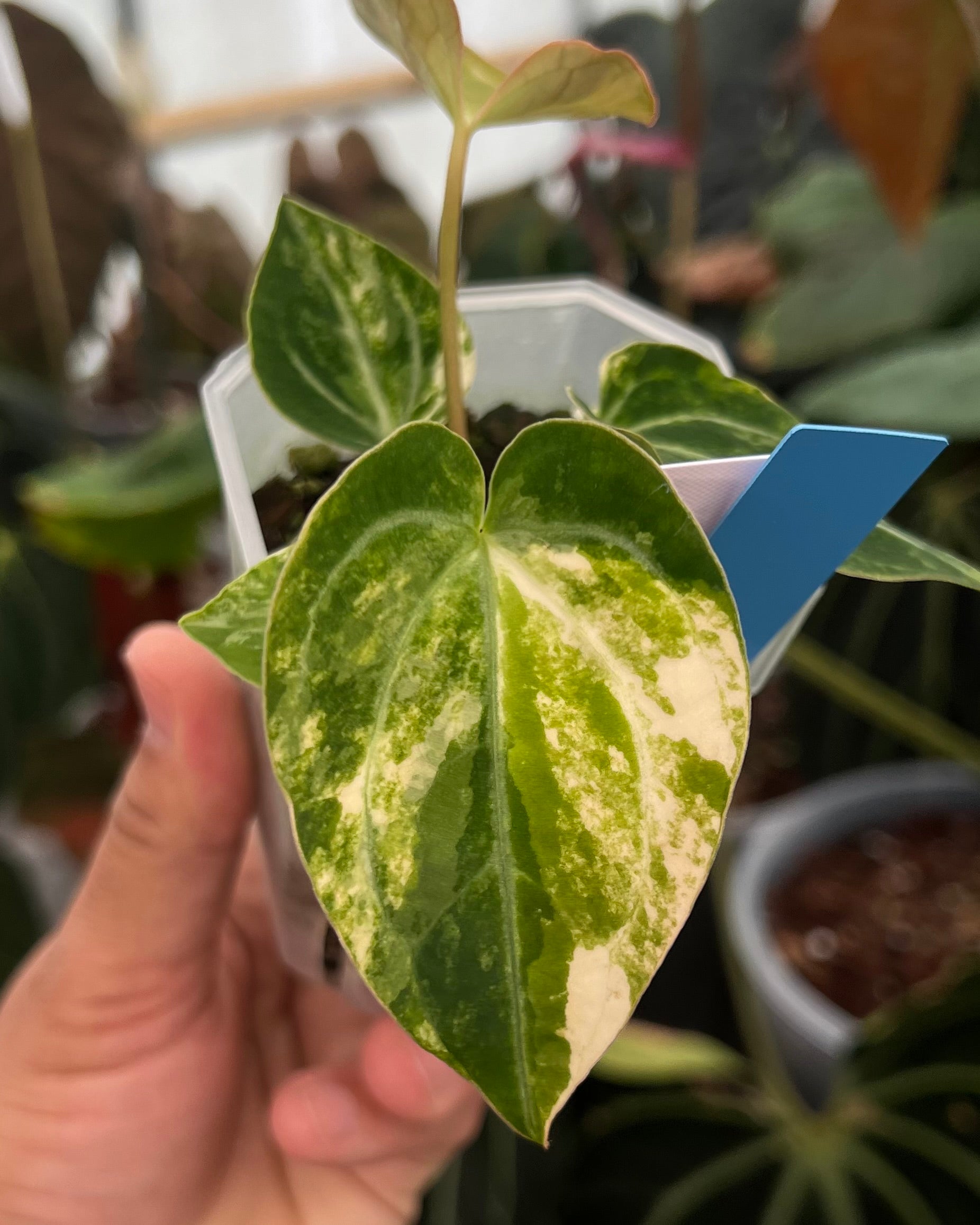 Anthurium Seppuku Variegata x Odin