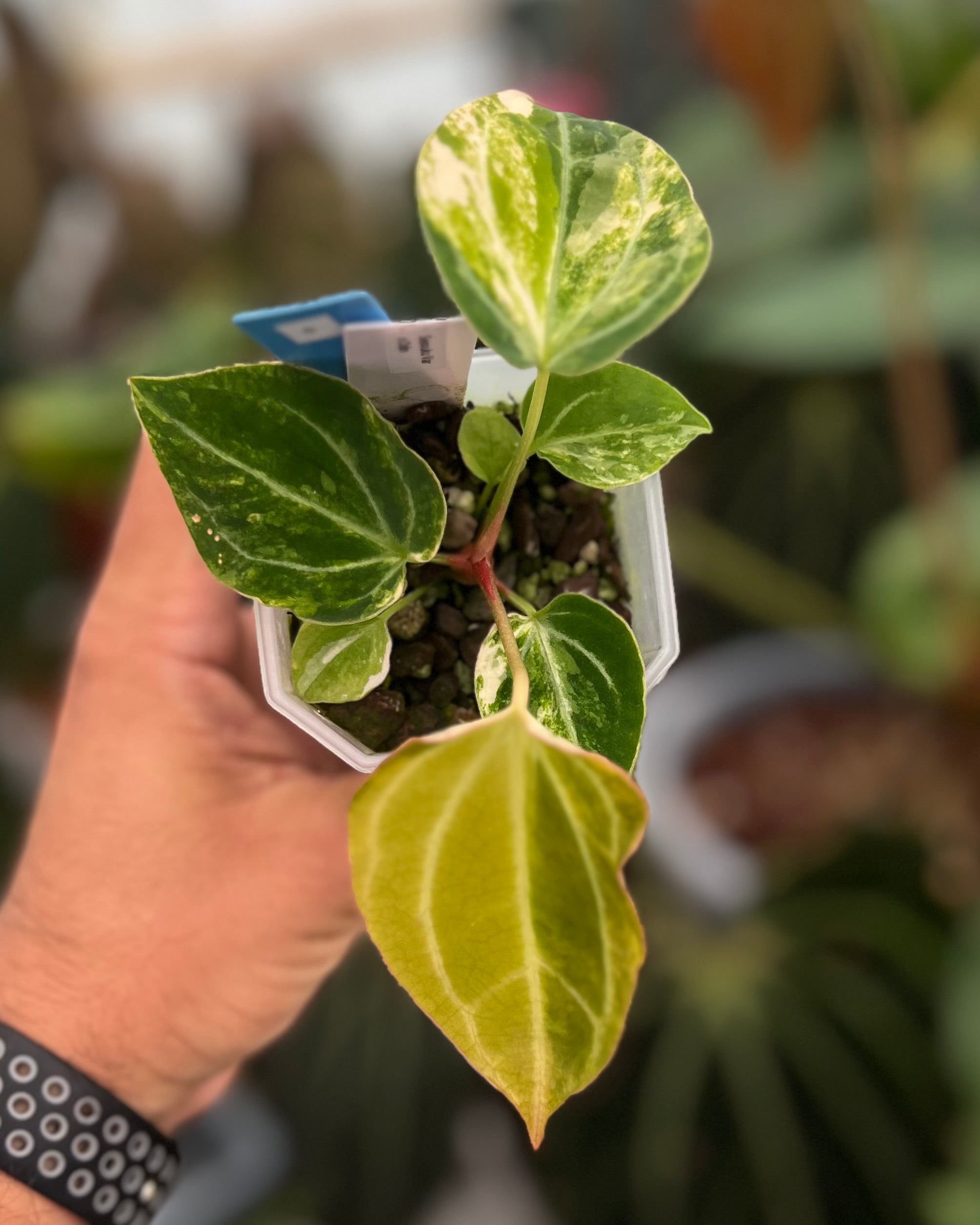 Anthurium Seppuku Variegata x Odin