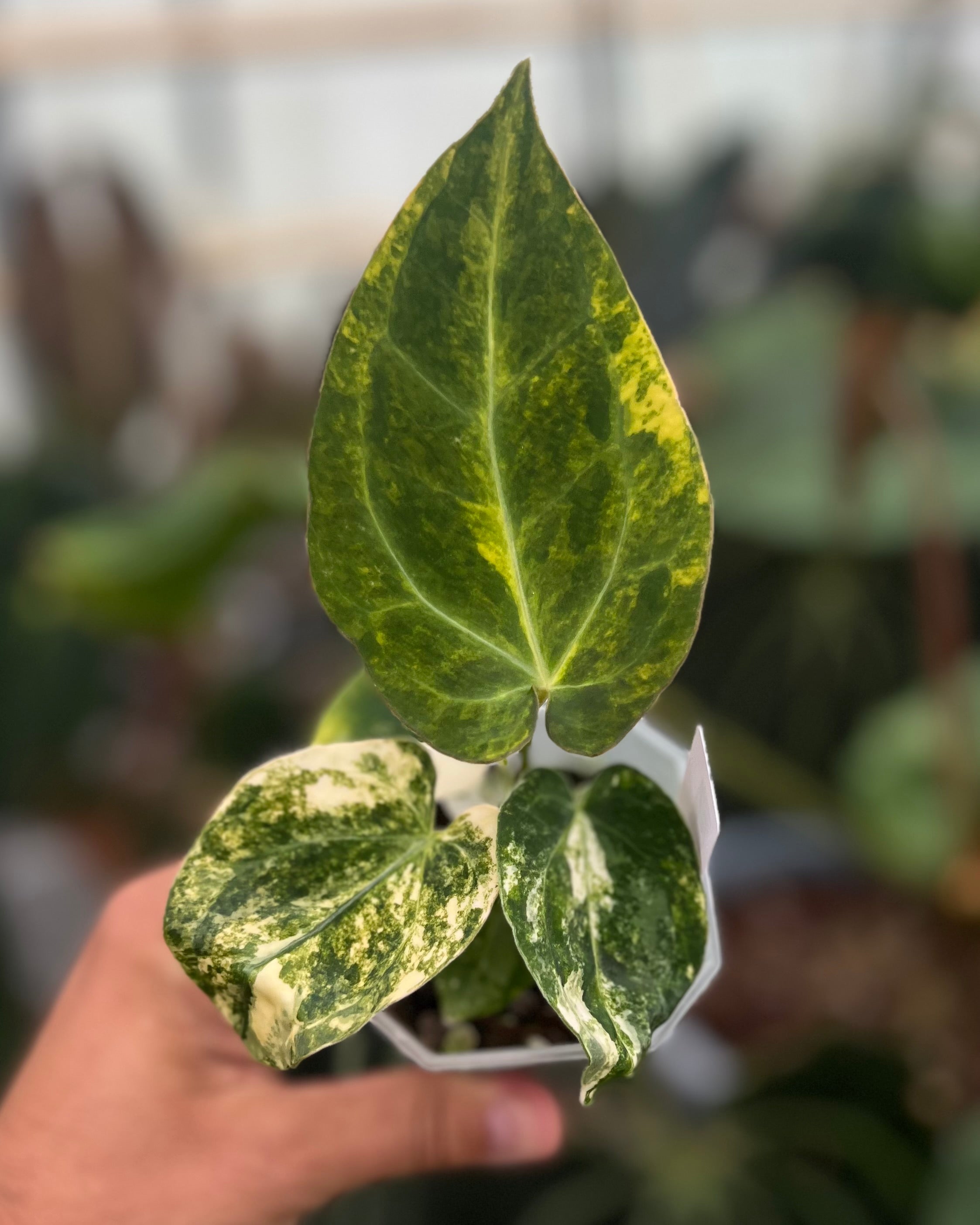 Anthurium Seppuku x Odin - variegated