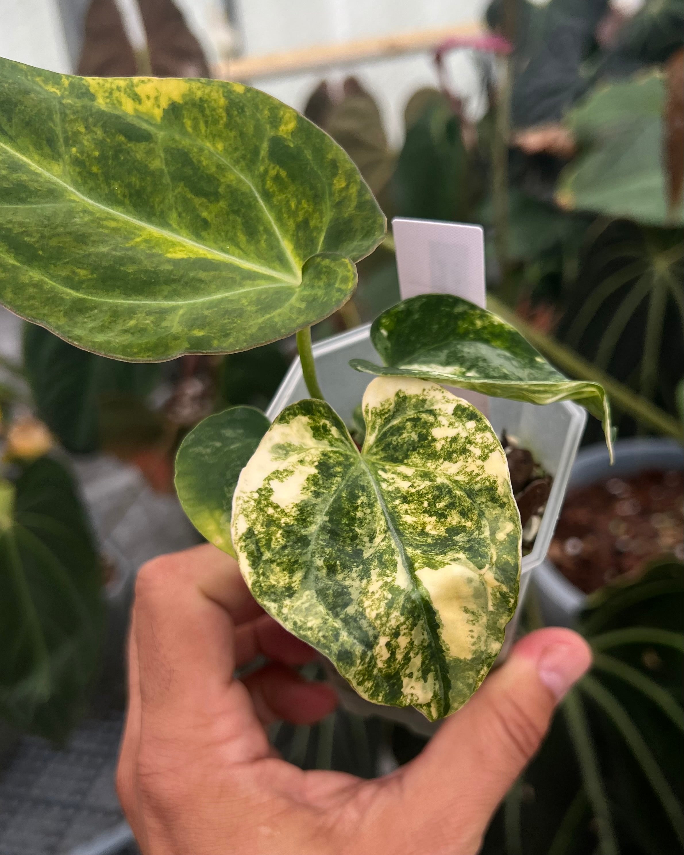 Anthurium Seppuku Variegata x Odin
