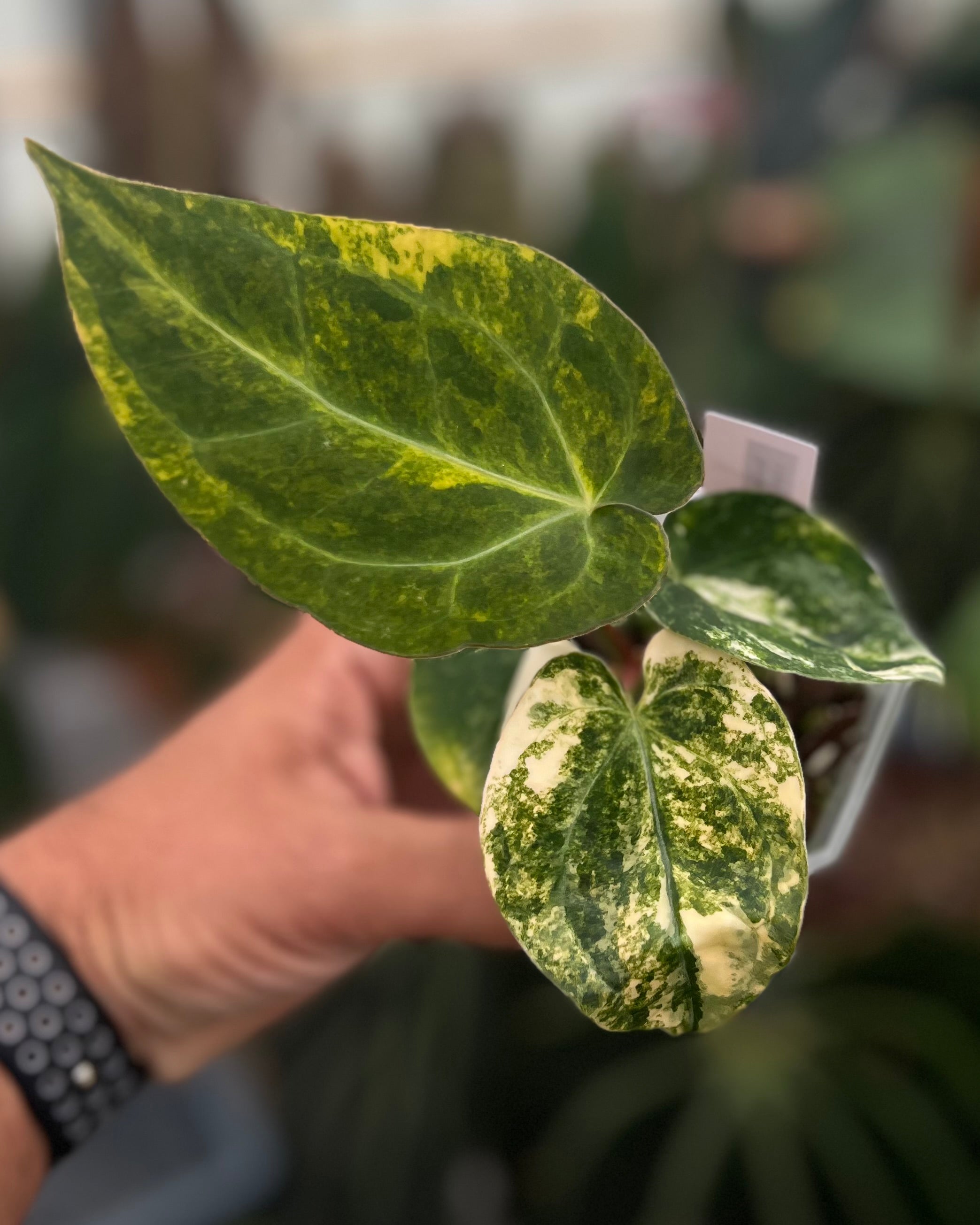 Anthurium Seppuku Variegata x Odin