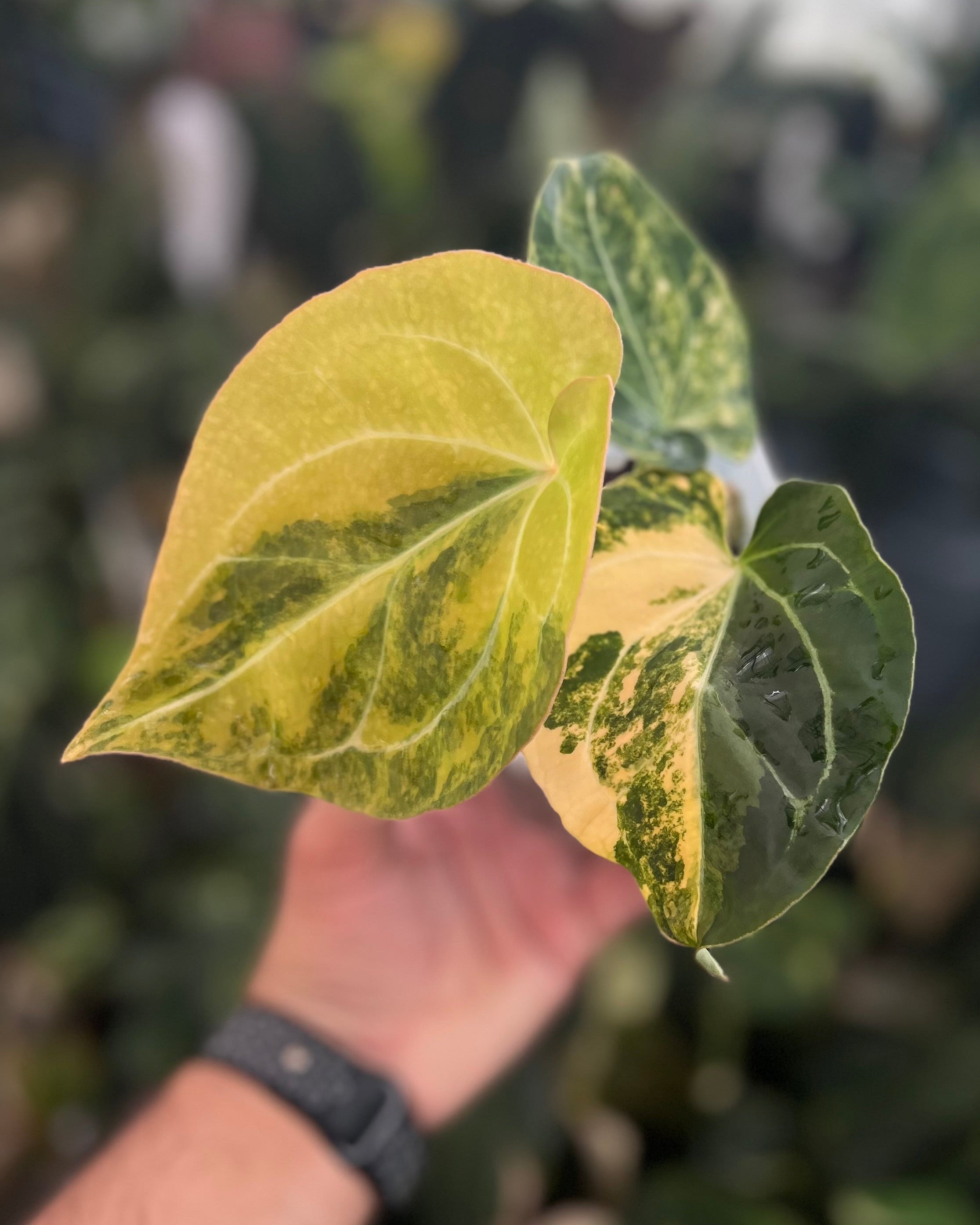 Anthurium Seppuku Variegata x Odin