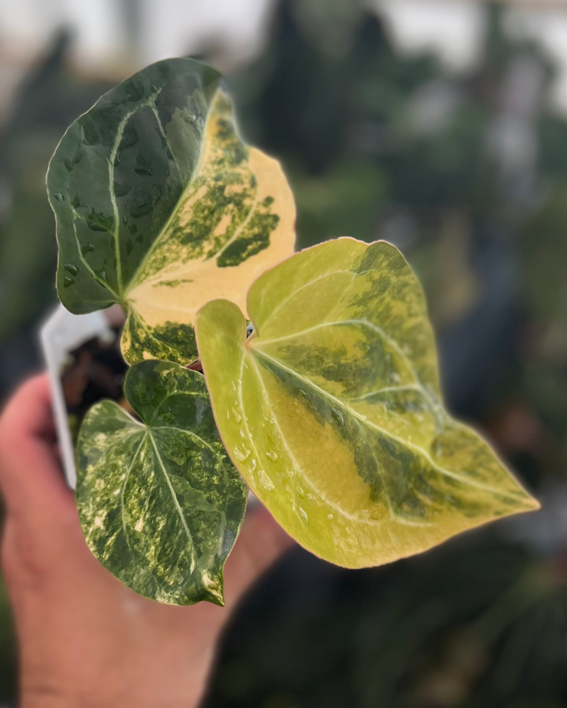 Anthurium Seppuku Variegata x Odin