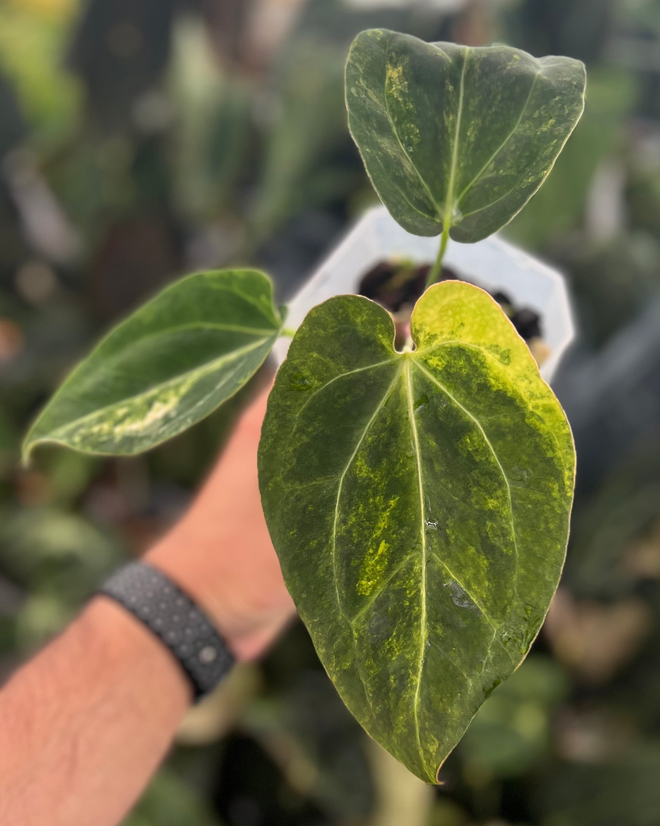 Anthurium Seppuku Variegata x Odin