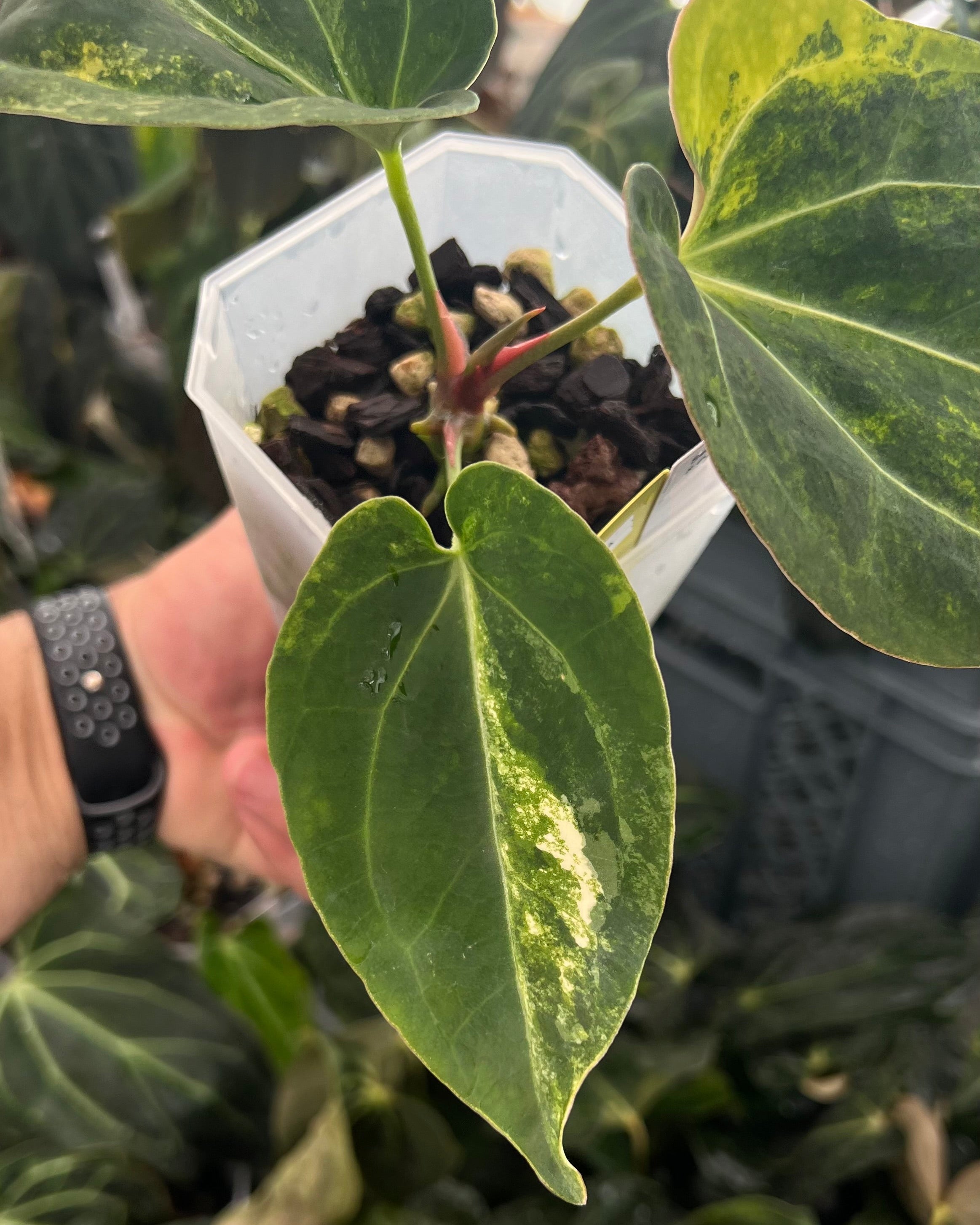 Anthurium Seppuku Variegata x Odin