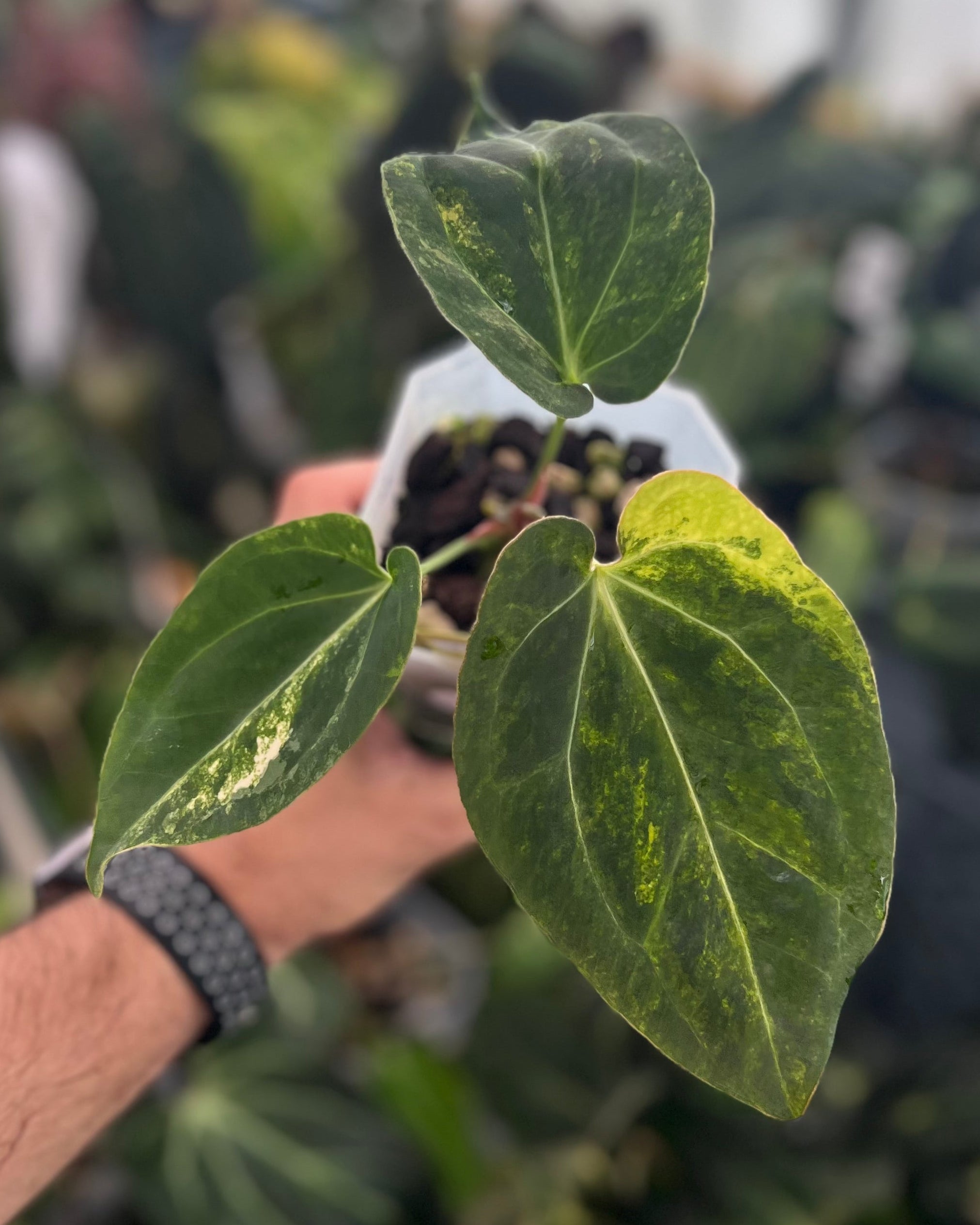 Anthurium Seppuku Variegata x Odin