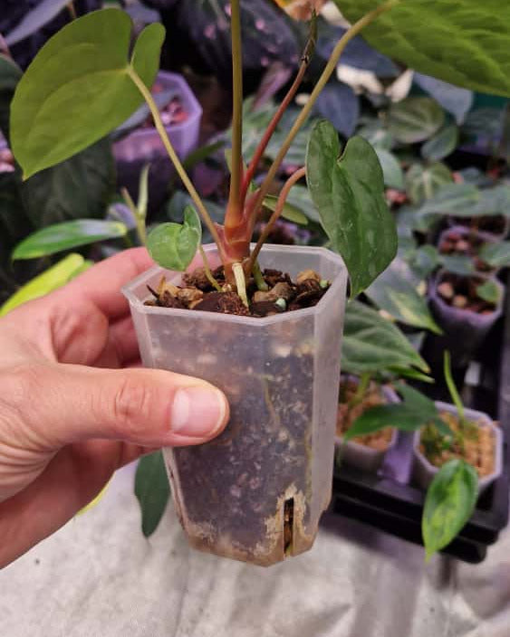 Anthurium papillilaminum T7 x papillilaminum T4