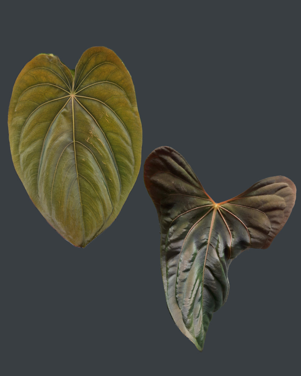 Anthurium dressleri T1 x papillilaminum Daniel