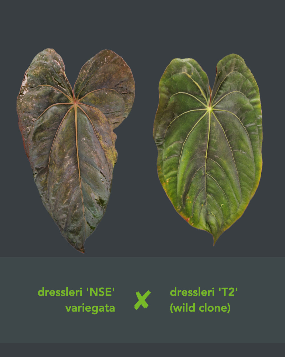 Anthurium Dressleri NSE variegata x Dressleri T2