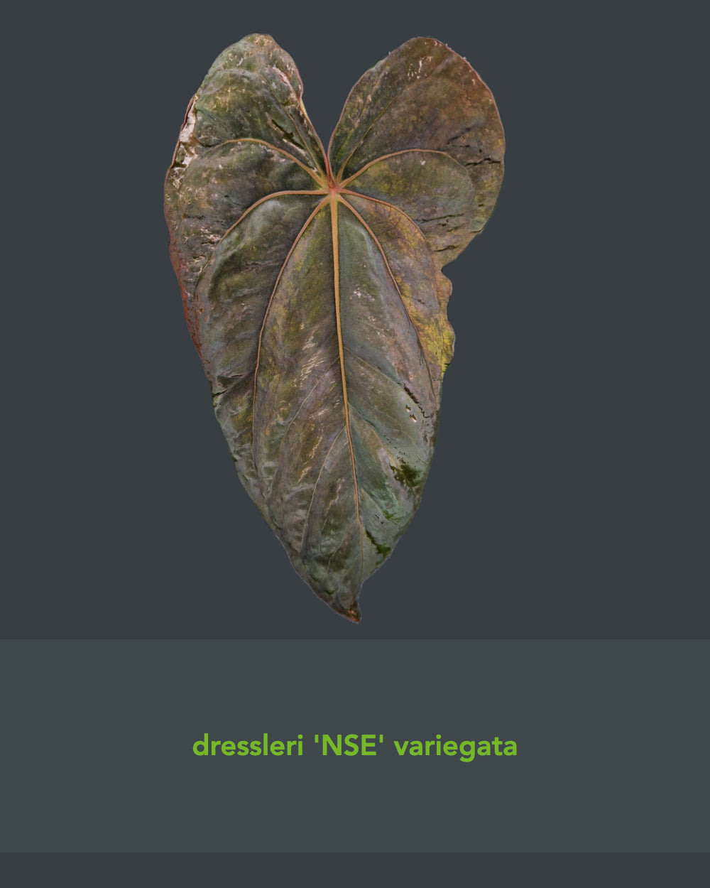 Anthurium Dressleri NSE variegata x Dressleri T2
